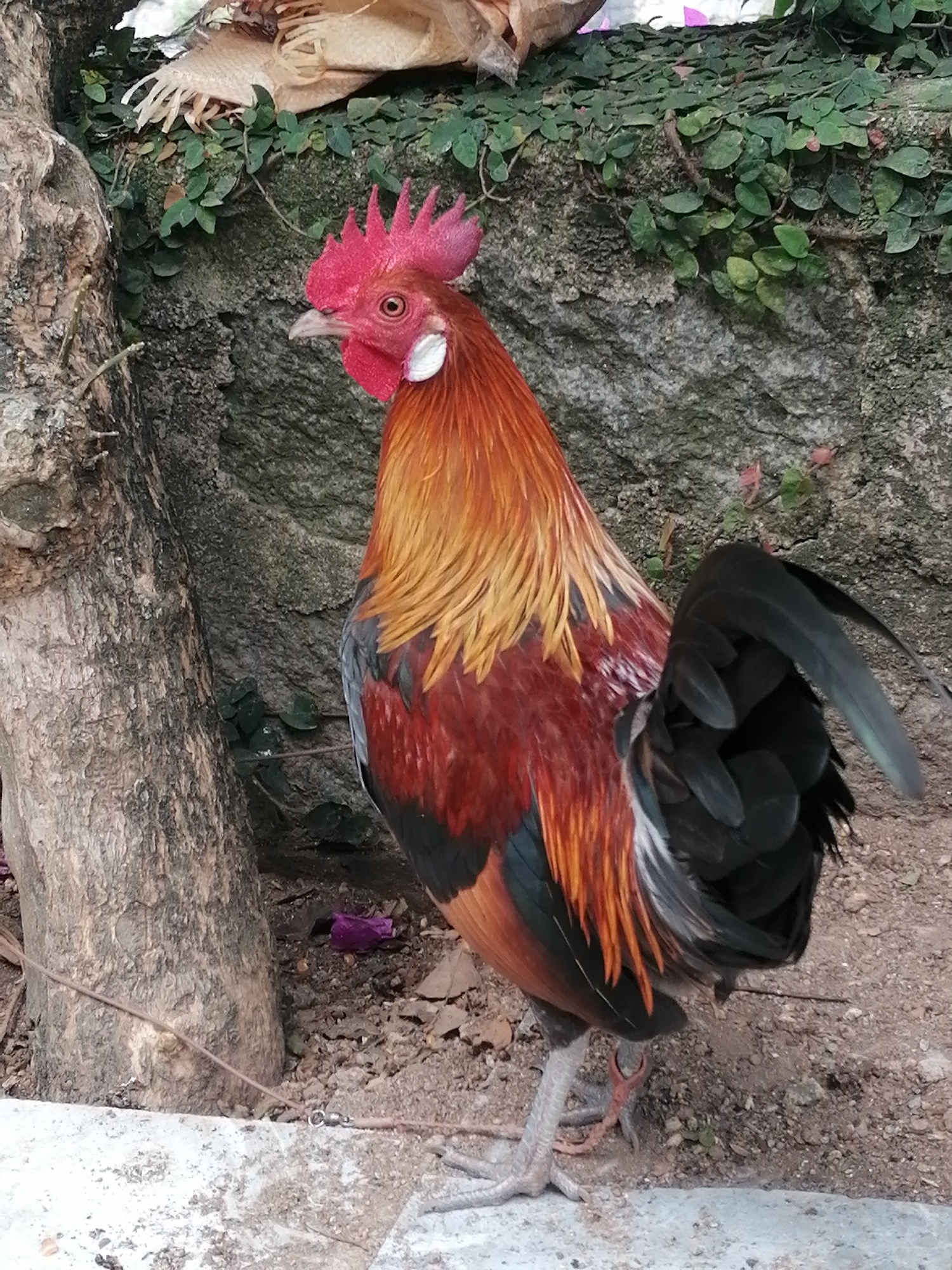 A rooster stands on dirt in front of a stone wall covered in green vines. The rooster's head and neck are a bright red, with a distinctive red comb and white wattle. Its body feathers are a mix of red, orange, and yellow, with black and gray on its wings and tail. To the left of the rooster is a large tree trunk. In the background, a rock face is partially covered by vines. A piece of light-colored material, possibly a dried leaf or plant, is visible at the top of the image. The ground is composed of dirt and small stones, with a small piece of purple material on the ground near the base of the tree. A thin brown rope with a metal ring is visible in the lower portion of the image, lying on the ground. The scene appears to be outdoors in a natural setting.