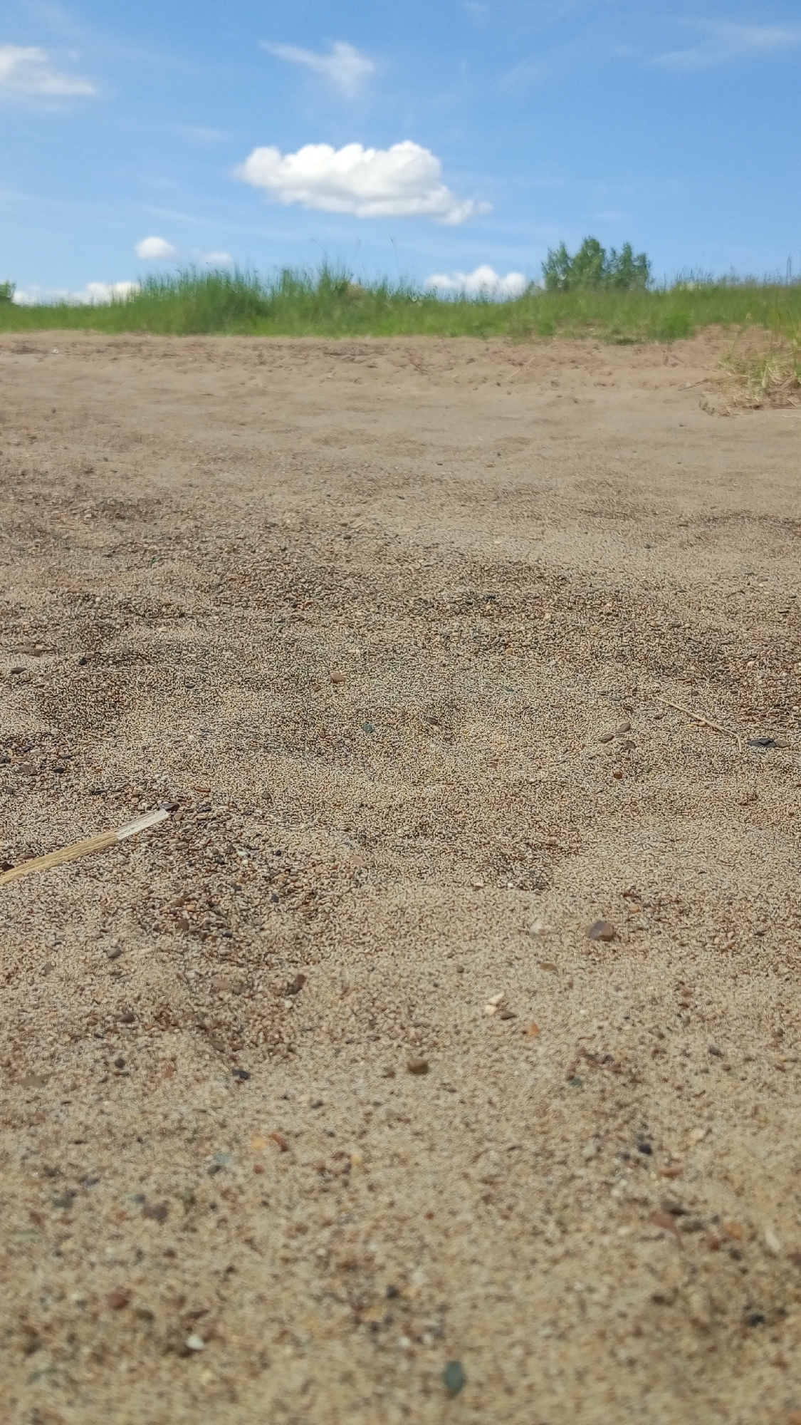 This low-angle photograph depicts an outdoor environment in the city of Шолья, Russia, under a bright, clear sky. The immediate foreground is dominated by light brown granular sand, interspersed with small pebbles, displaying subtle undulations across its surface. A light-colored, slender stick or piece of straw is positioned on the sand in the lower-left. A narrow band of darker, unpaved ground separates the foreground sand from a distant, lush green embankment or horizon, covered with tall grasses and punctuated by a cluster of darker green foliage or small trees on the right. The upper third of the image is occupied by a vivid blue sky, featuring several distinct white cumulus clouds, with one prominent cloud situated centrally. No human subjects, animals, or artificial structures are present within the visible frame.
