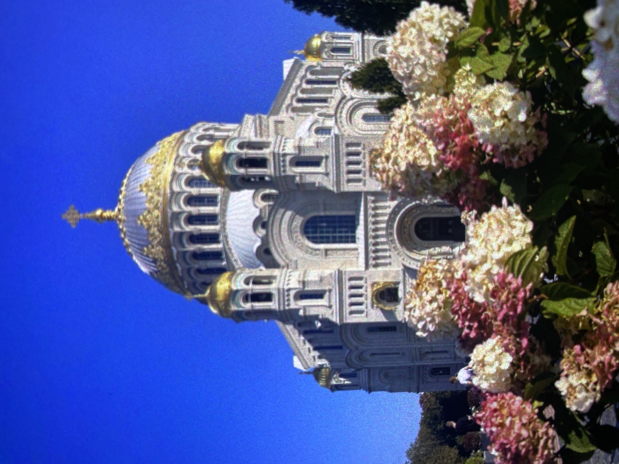 The image depicts the Naval Cathedral of Saint Nicholas in Saint Petersburg, Russia. The white cathedral is adorned with golden domes, architectural details, and a cross atop the main dome. Hydrangea flowers are visible on the right side of the image, obscuring part of the cathedral. The sky is clear and blue.