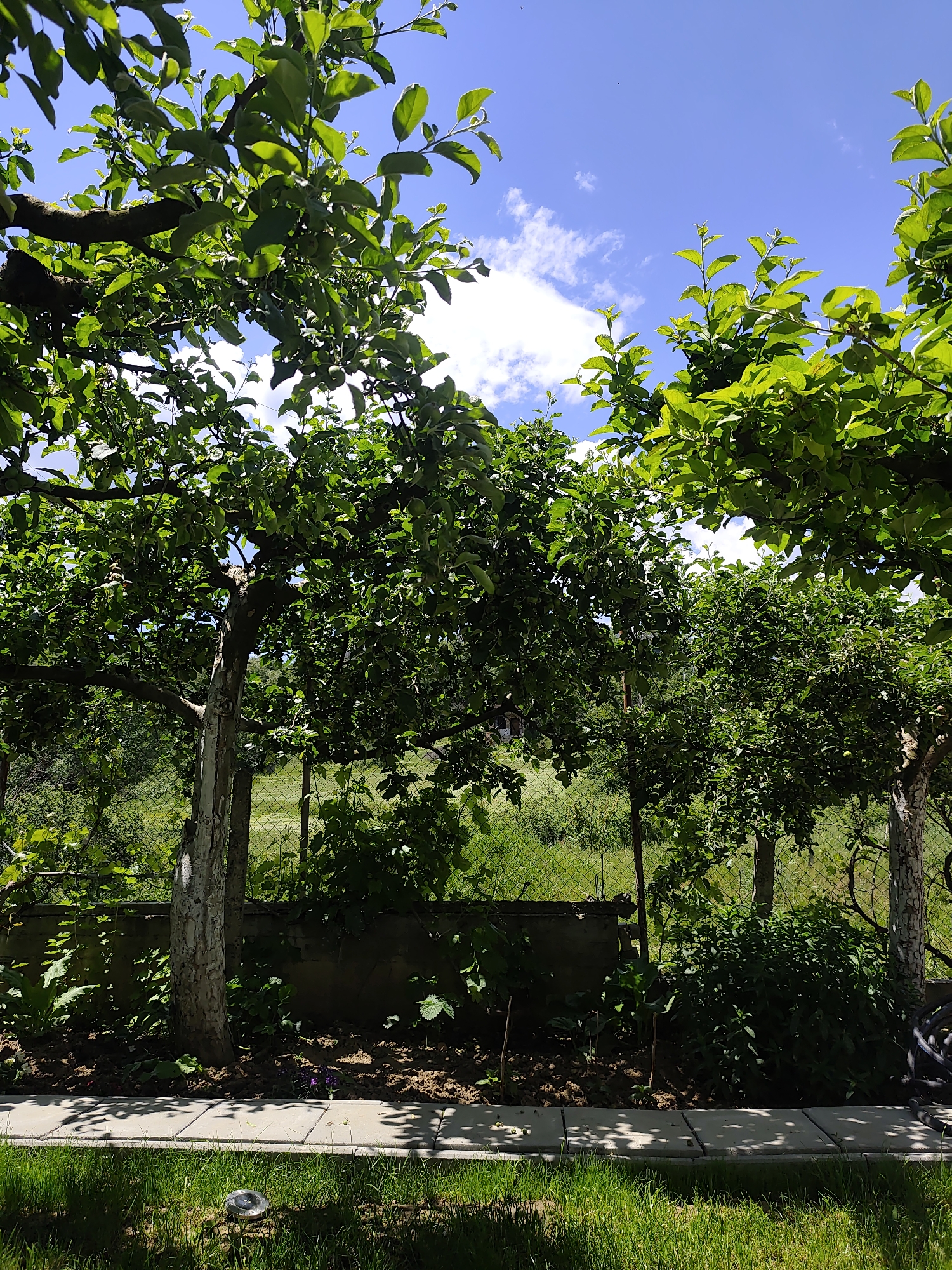 The image shows a garden with several apple trees in Unknown, Unknown. The trees are mature, with dense green foliage. The trunks of the trees are light-colored. A concrete path runs along the edge of the garden, with grass on the other side. The garden has a soil bed with various plants and weeds. In the background, there is a fence and a grassy area. The sky is blue with scattered white clouds.