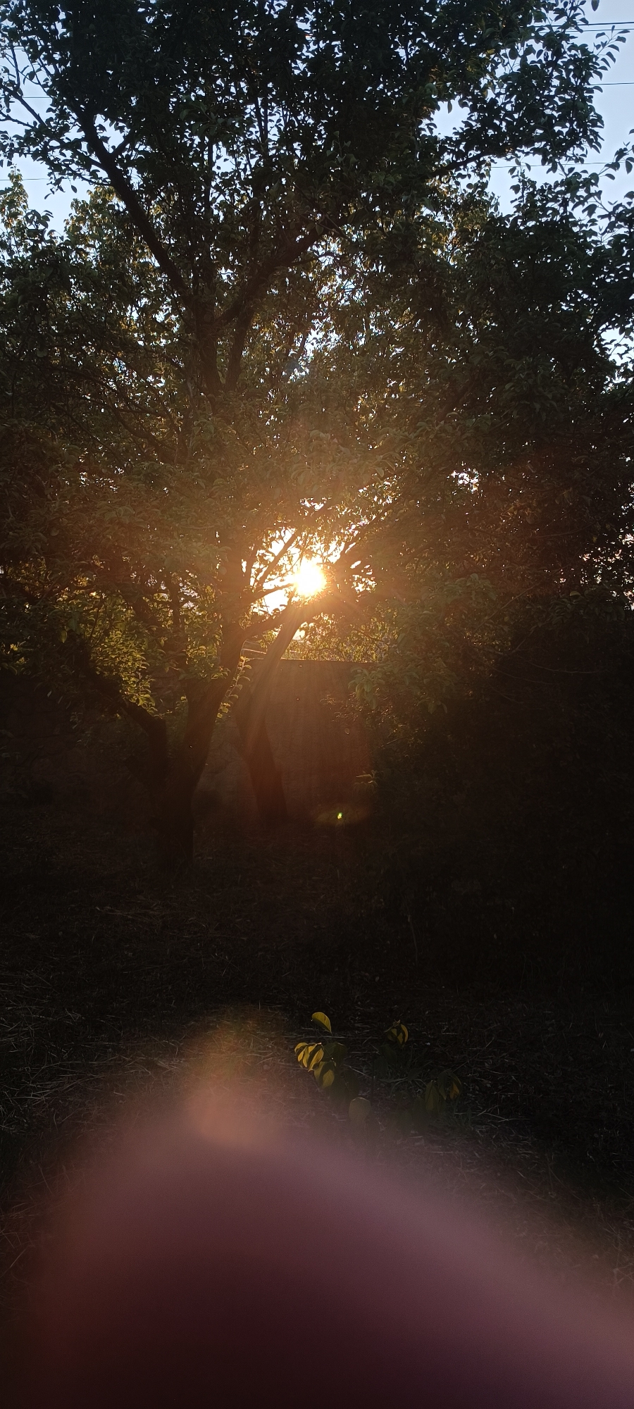 The image shows a tree with sunlight shining through its leaves, creating a lens flare effect. The foreground is dark, with some plants and a blurred area that appears to be a finger or hand. The background is also dark, with some hints of a structure behind the tree. The scene is set outdoors, possibly in a garden or park. The description of the location as Zaporizhzhia, Ukraine is not visually supported by the image content.