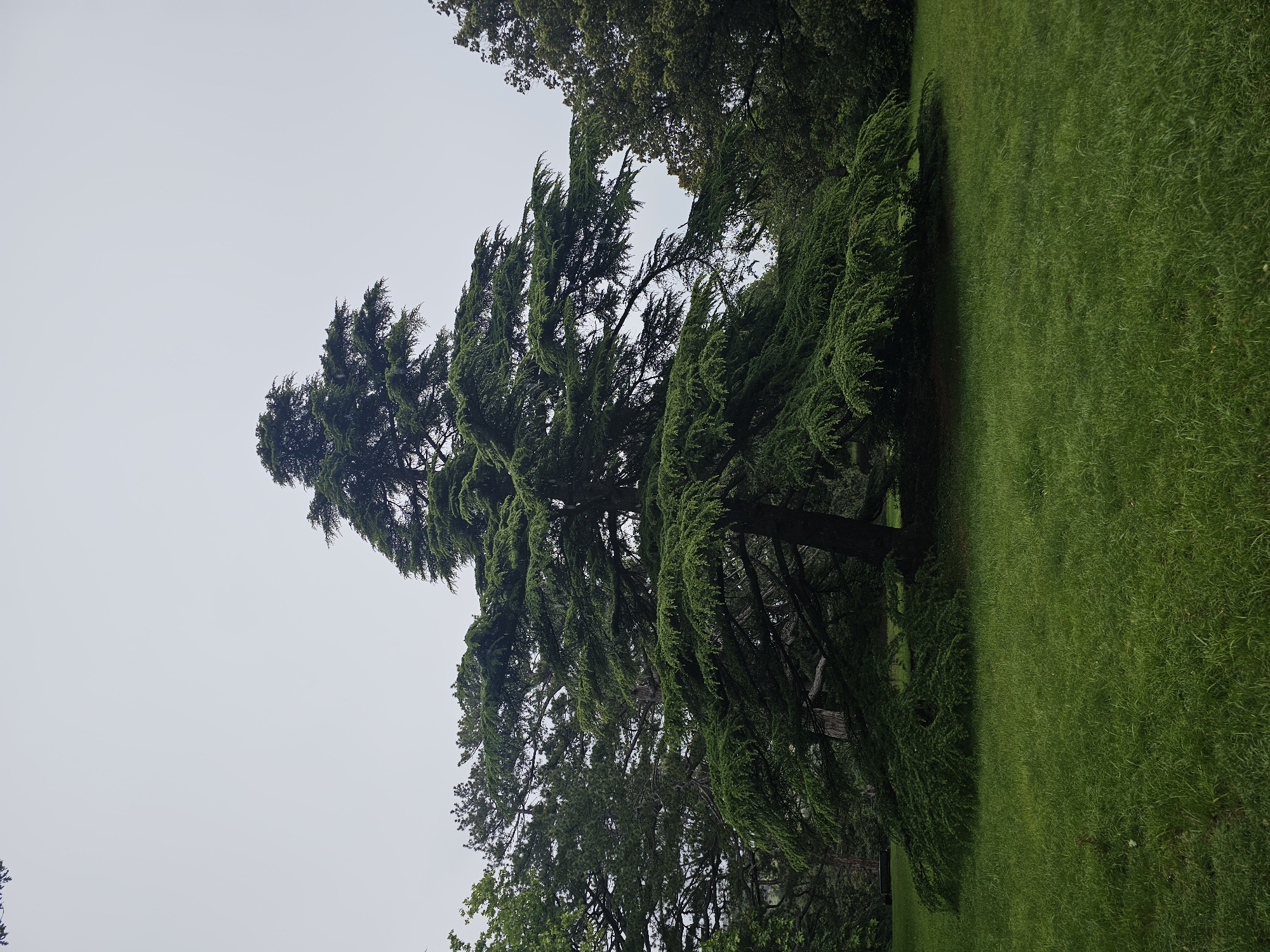 A medium-long shot depicts a tall evergreen tree on a hillside covered in lush green grass. The tree is positioned on the left side of the frame, stretching upwards towards the overcast sky. The hillside slopes downwards towards the right side of the image. The location is within the Алупкинский городской совет, Ukraine.
