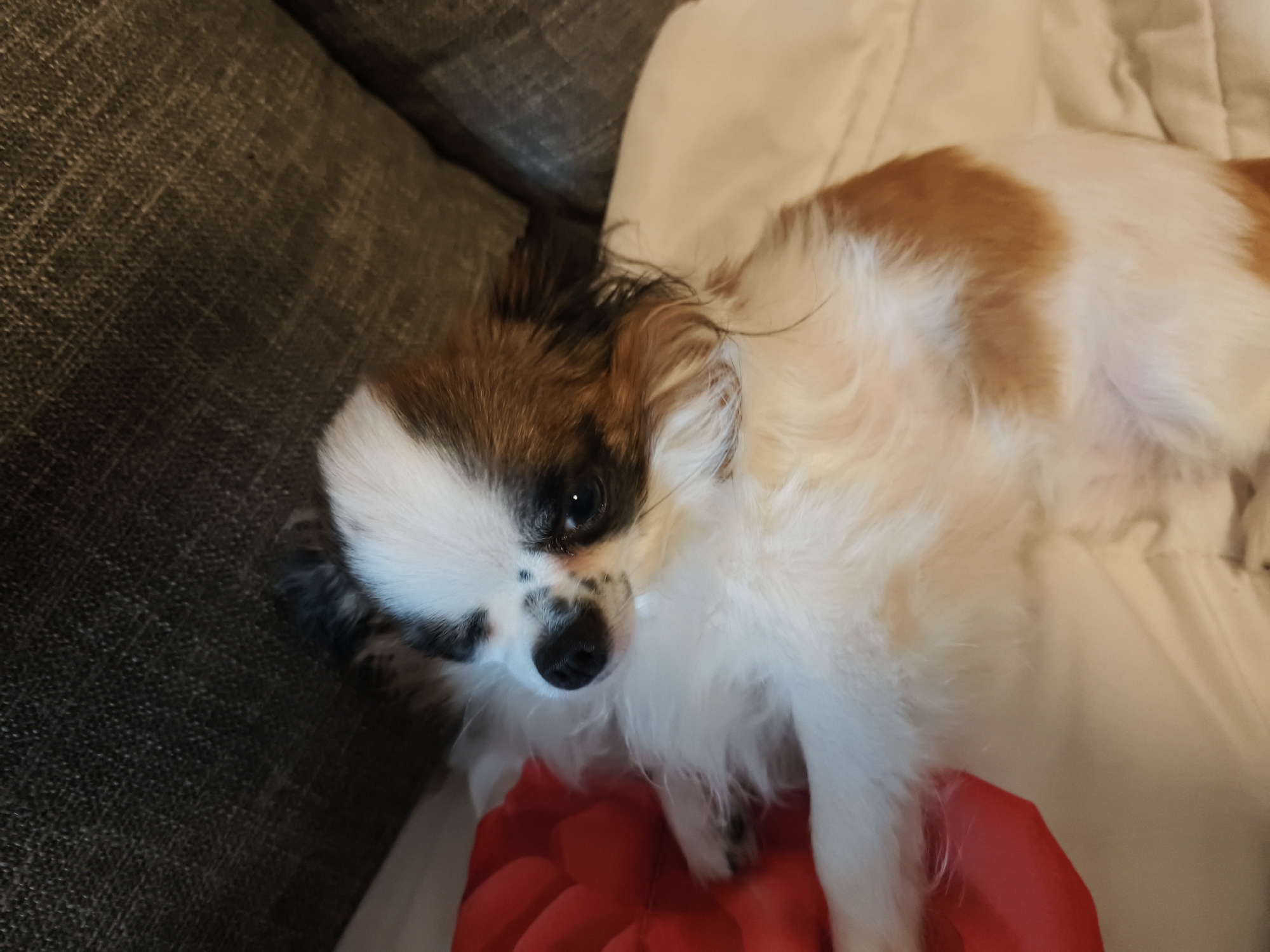 In an indoor setting, a small, long-haired chihuahua with predominantly white fur and brown markings on its head and back rests on a soft, cream-colored surface. The dog's face is turned towards the camera, revealing dark eyes and a black nose. A portion of a dark gray textured sofa is visible to the left of the dog, and a bright red object, possibly a toy, is positioned beneath its front paws. The overall scene suggests a comfortable, domestic environment, likely a living room or bedroom. There is no information in the image to indicate the location in the city of Calberlah, Germany.