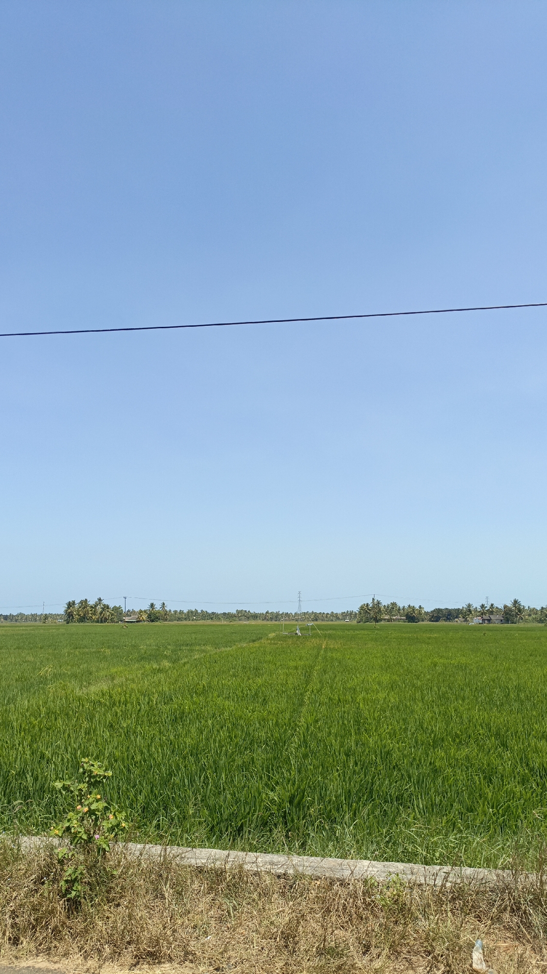 The image depicts a vast, verdant rice paddy field under a clear, pale blue sky. A thin, dark horizontal line, likely a power line or wire, stretches across the upper portion of the frame. In the middle ground, a line of palm trees and other vegetation forms a distant horizon, interspersed with what appear to be small structures and utility poles. The foreground shows a strip of dry, straw-like grass and a low concrete barrier. The scene suggests a rural, agricultural setting, consistent with the landscape of Batarang, Indonesia, known for its rice cultivation. There are no people or animals visible in the image.