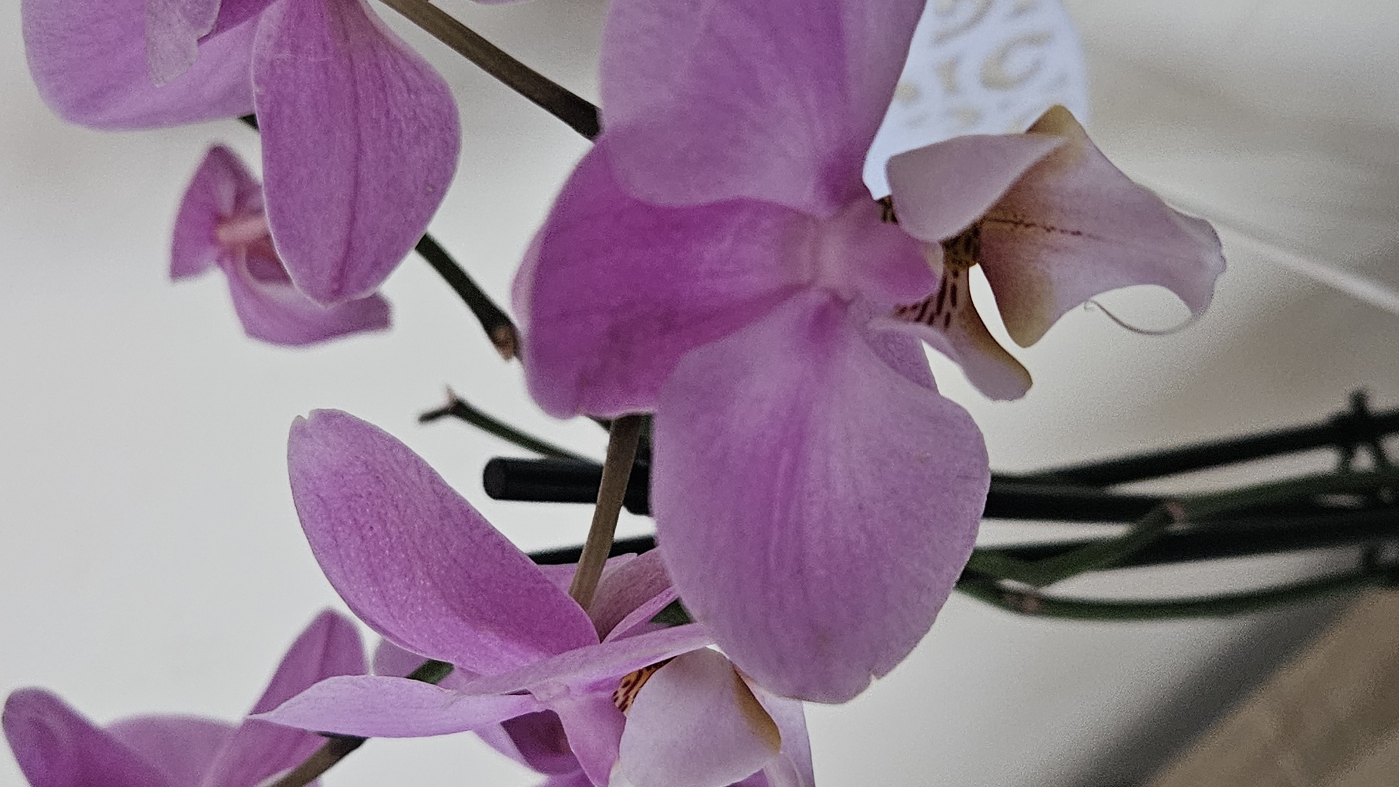 The image displays a close-up, vertical shot of pink orchid flowers. The flowers are in focus, with their delicate petals, some slightly unfurled, showcasing intricate patterns and textures. The stems of the orchids are visible, appearing dark green and slender, supporting the blooms. The background is a softly blurred, light-colored surface, likely an indoor environment. The lighting is soft, highlighting the soft hues and delicate nature of the flowers. There is no indication of any specific location in Bratislava, Slovakia, as the image is a close-up of botanical subject matter without any discernible architectural or environmental landmarks.