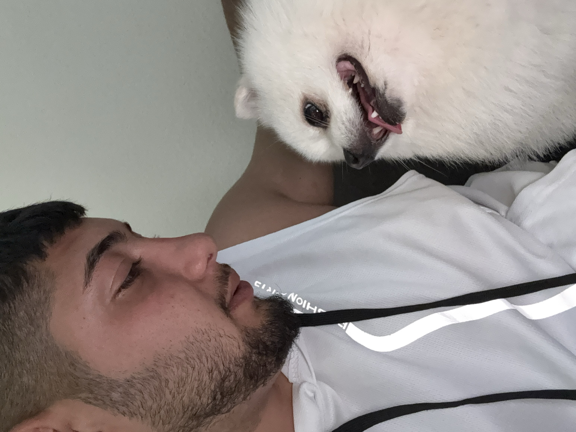 A man with dark hair and a beard lies on his back, eyes closed, seemingly asleep. Above him, a fluffy white dog with its mouth open and tongue visible is positioned upside down. The man wears a white t-shirt with black and white stripes. The background is a plain white wall. It is not possible to determine if this scene is located in Lausen, Switzerland, or anywhere else.