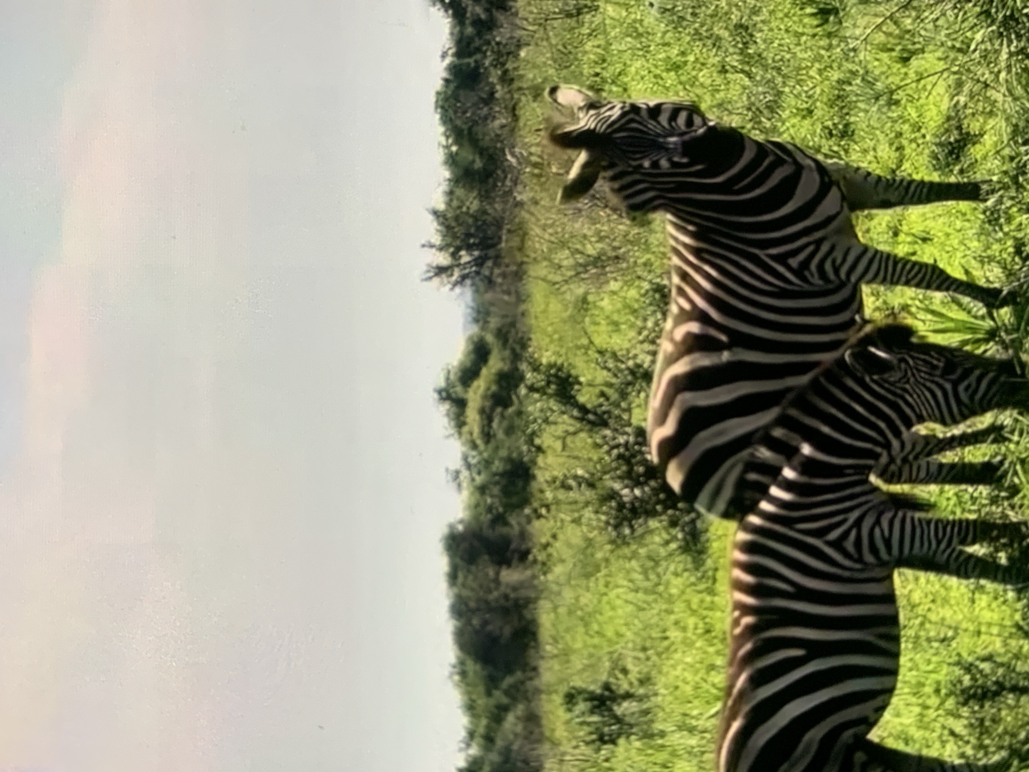The image shows two zebras in a grassy field with trees and shrubs in the background under a hazy sky. The zebras are grazing. The image does not depict the city of Stavropol, Russia, as it is a natural landscape.