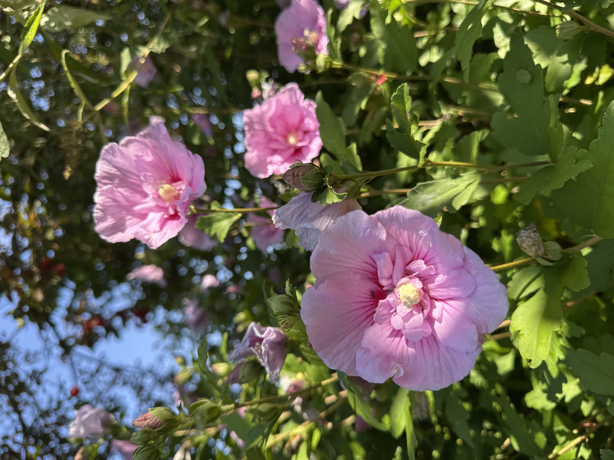 In Krefeld, Germany, a close-up, eye-level shot captures several pink hibiscus flowers in bloom, bathed in sunlight. The foreground is dominated by two large, fully opened hibiscus flowers, their delicate petals fanned out. The leftmost flower is slightly out of focus, while the one to its right is sharp, revealing intricate details of its texture and a yellow stamen at its center. Numerous unopened flower buds and vibrant green leaves fill the mid-ground, interspersed with more distant, out-of-focus blooms. The background features a soft bokeh of green foliage and hints of a clear blue sky, suggesting an outdoor garden setting, possibly a park or private garden in Krefeld. The overall impression is one of natural beauty and the vibrancy of summer flora.