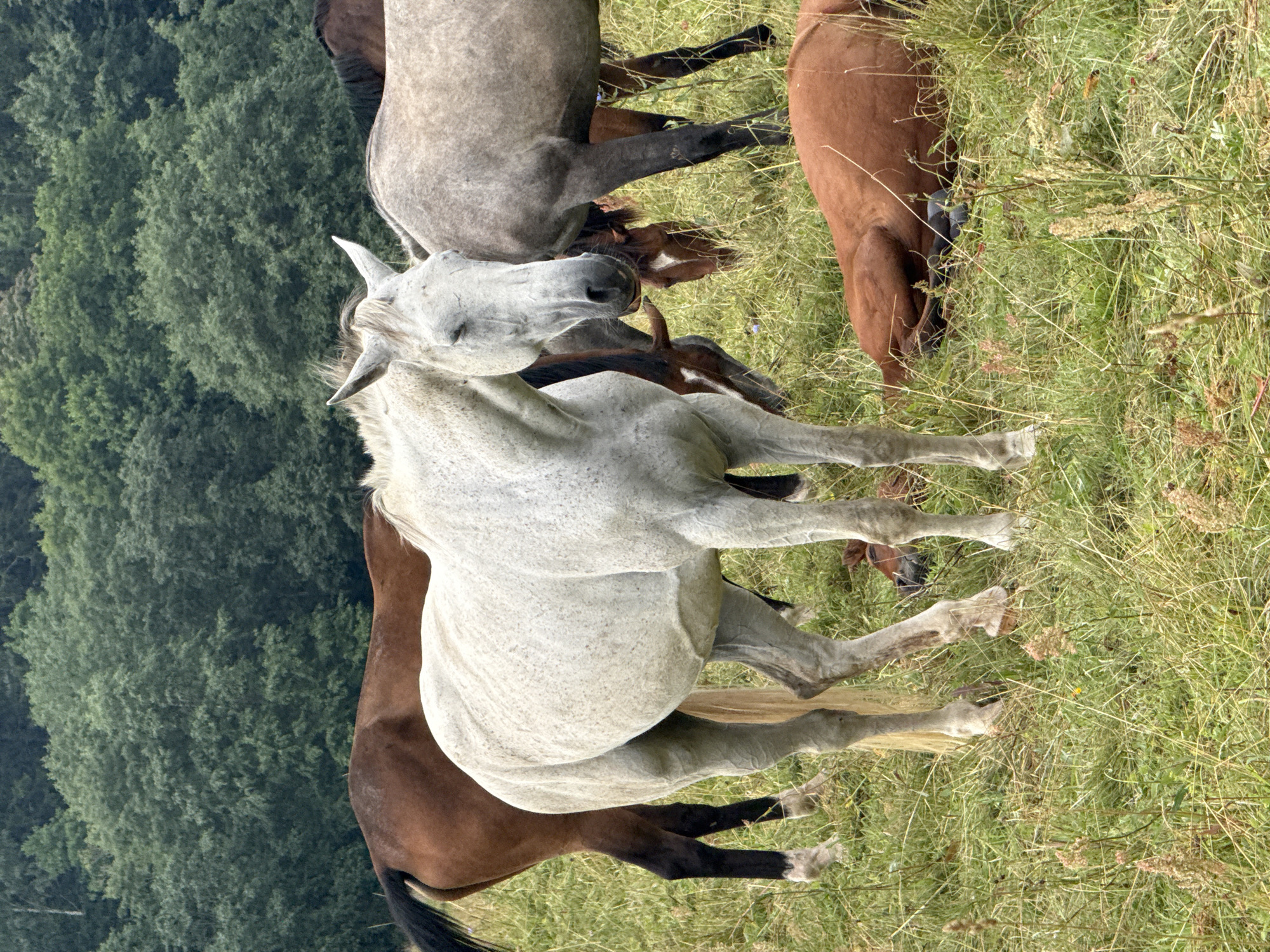 A herd of horses is gathered in a grassy field with a dense forest in the background. In the foreground, a white horse stands with its eyes closed, appearing to be resting. To its left, a brown horse stands partially visible. Behind the white horse, a grey horse stands, and further back, more horses are visible, some grazing. One brown horse lies down in the grass on the right side of the image. The environment suggests a rural or semi-rural setting, likely a pasture or paddock. The image appears to be taken outdoors on a cloudy day. The location is specified as Galinė, Lithuania.