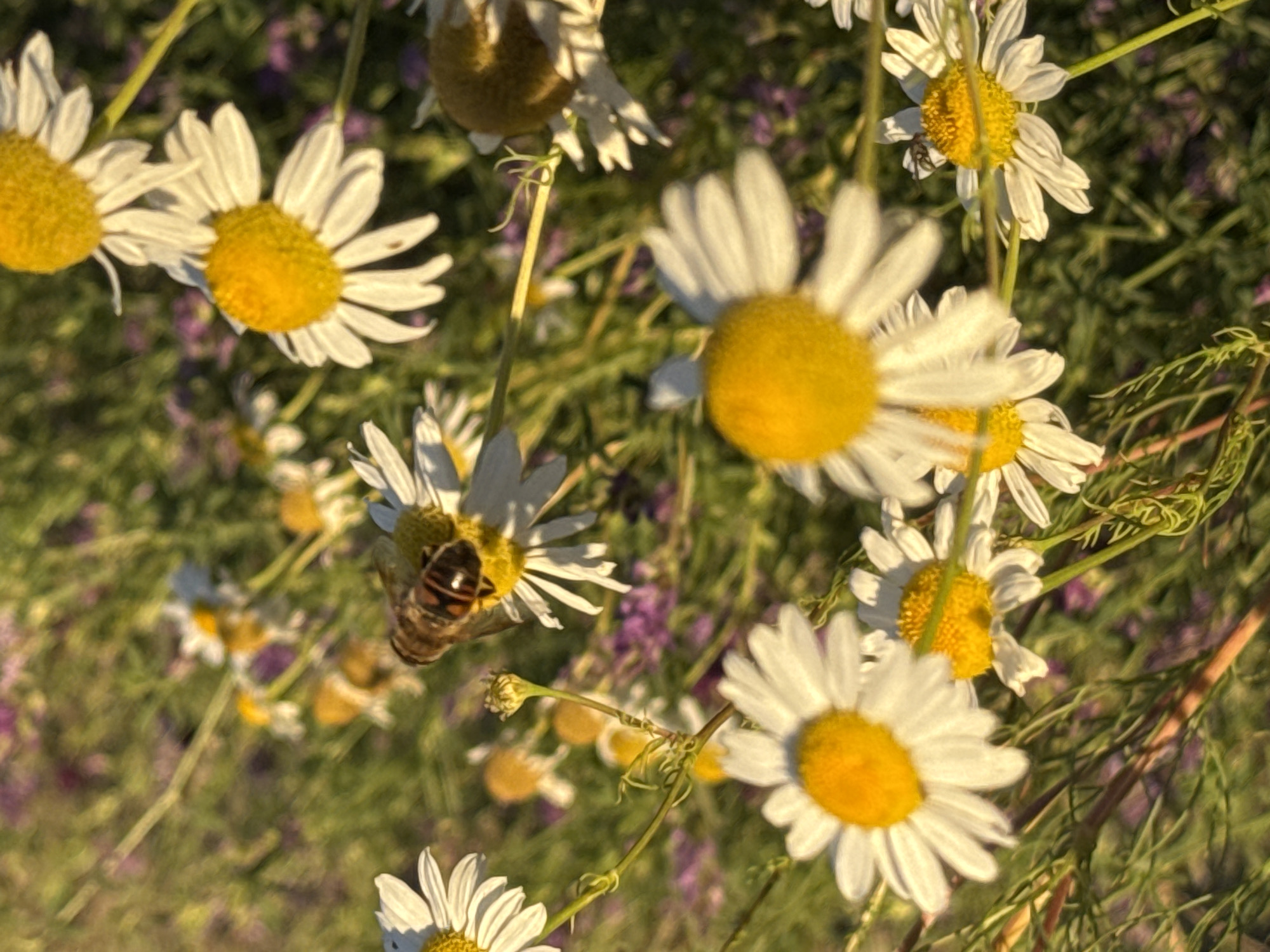 A close-up shot captures a bee on a daisy. The bee, with its distinctive black and orange stripes, is positioned on the yellow center of the daisy, appearing to be gathering nectar. The daisy itself has white petals radiating from its center. Numerous other daisies, some in focus and some blurred in the background, fill the frame, creating a meadow-like scene. The background consists of green foliage and some hints of purple flowers, suggesting a natural outdoor setting. The lighting suggests it might be a sunny day, possibly late afternoon or early morning, given the warm glow on the petals. The image focuses on the intricate details of the bee and the flower, highlighting the natural beauty of the scene. There is no visible text in the image.