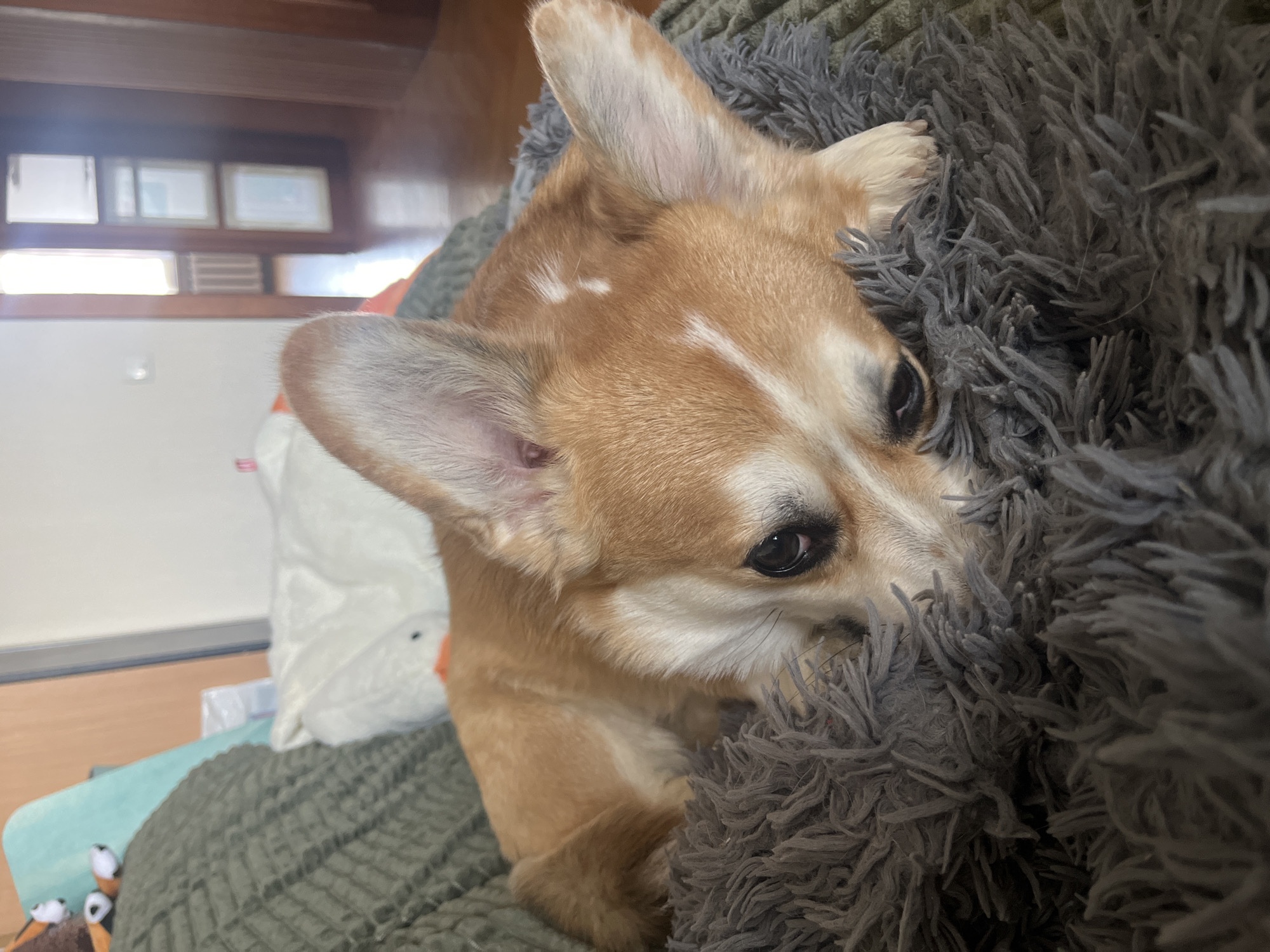 A light brown and white Corgi dog is the central subject, resting indoors, likely in a living room or bedroom. The dog is comfortably nestled into a thick, shaggy grey blanket or dog bed, with a green textured blanket visible underneath. Its head is turned towards the viewer, with alert dark eyes and perked ears. White markings are visible on the dog's head and face, and its fur transitions from tan to white on its chest and face.
In the background, natural daylight streams in through a window, behind which are several indistinct rectangular objects that appear to be framed pictures or certificates, set within a wooden frame or shelf. To the lower left, on the green blanket, a few small, brown and white plush toys resembling ducklings or chicks are visible, identifiable by their small white eyes and orange beaks. A larger, partially visible white plush toy, also with an orange beak (likely a duck or goose), is situated behind the dog on the left side of the frame. The overall atmosphere is cozy and domestic, illuminated by the bright daylight. There is no visible text in the image.