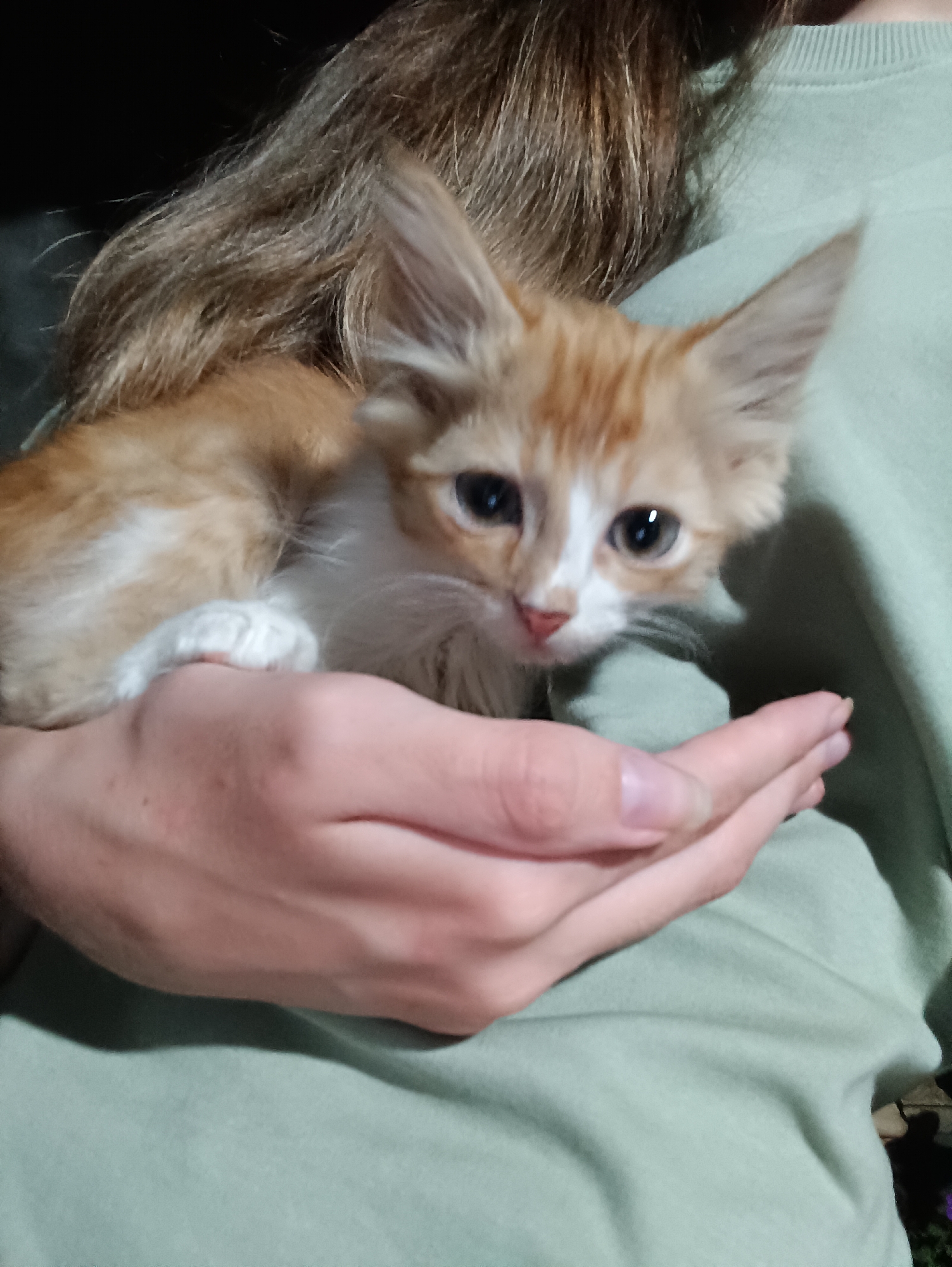 A ginger and white kitten is cradled in the arms of an unseen person, whose hands are gently supporting the small animal. The kitten's large, dark eyes are looking directly at the camera, and its ears are perked forward. The person is wearing a light green long-sleeved shirt. The background is dark, with hints of brown hair visible over the kitten's head. The scene appears to be indoors, possibly in a home environment. There is no indication of the city of Vypasne, Ukraine, in this image.