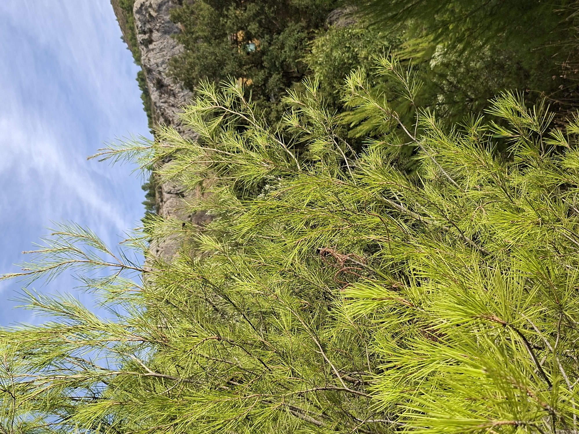 The image captures a close-up view of vibrant green pine needles in the foreground, with slender branches reaching upwards. Behind the pine foliage, a rocky cliff face dominates the background, partially obscured by lush green trees and vegetation. The sky above is a clear blue with wispy white clouds. The scene appears to be set in a natural, mountainous area, likely in or near Bullas, Spain, given the characteristic Mediterranean vegetation and rocky terrain. There are no people or discernible actions depicted in the image.