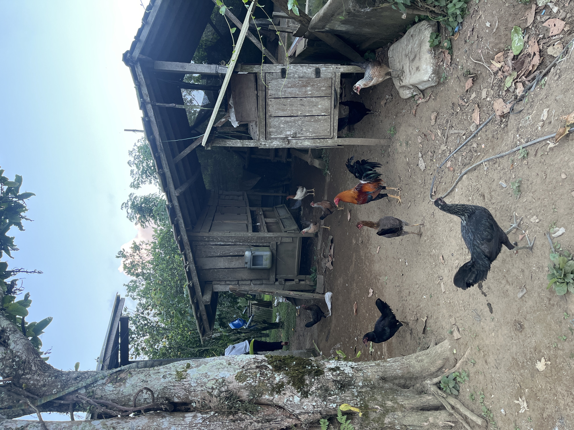 The image depicts an outdoor scene in Petang, Indonesia, featuring a rustic wooden structure, likely a chicken coop, and several chickens. The coop appears weathered, constructed from rough-hewn planks and elevated on stilts. Vines and greenery are visible growing around and on the structure, suggesting an overgrown or natural setting.
Several chickens are present in the foreground and around the coop. A prominent rooster with colorful plumage stands near the center, while other chickens, including black and brown varieties, are scattered on the dirt ground. Some chickens are pecking at the ground, while others appear to be moving around. In the background, a person in a light-colored shirt and dark pants with a green accent is visible near the coop, possibly tending to the animals or engaging in chores. A blue bucket and a white plastic bag are also present near the person.
The ground is composed of dirt and scattered leaves, indicating an unpaved outdoor area. The overall impression is one of a rural or backyard environment. The lighting suggests it is daytime, possibly late afternoon or early morning, given the soft light and open sky. The scene conveys a sense of everyday rural life. No visible text is present in the image.