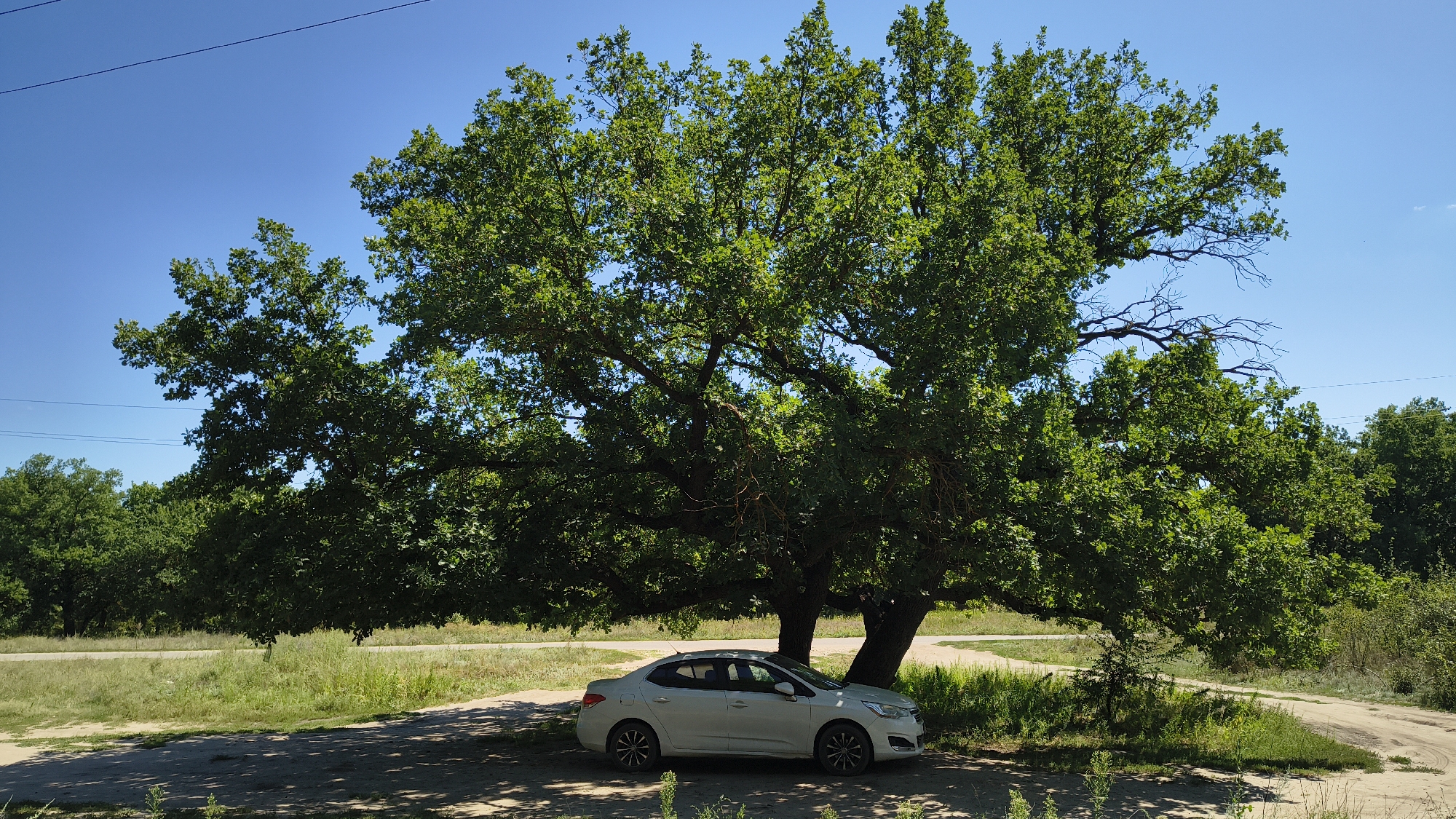 A white sedan is parked under the shade of a large, mature oak tree. The car is facing right, with its passenger side visible. The tree has a thick, dark trunk and a wide canopy of green leaves. The ground beneath the tree is dirt and gravel, with scattered patches of sunlight and shadow. In the background, there is a dirt road and a line of trees under a clear blue sky. The scene appears to be in a rural or semi-rural setting. There are no people visible in the image. The location is identified as Mikhaylovka, Russia.