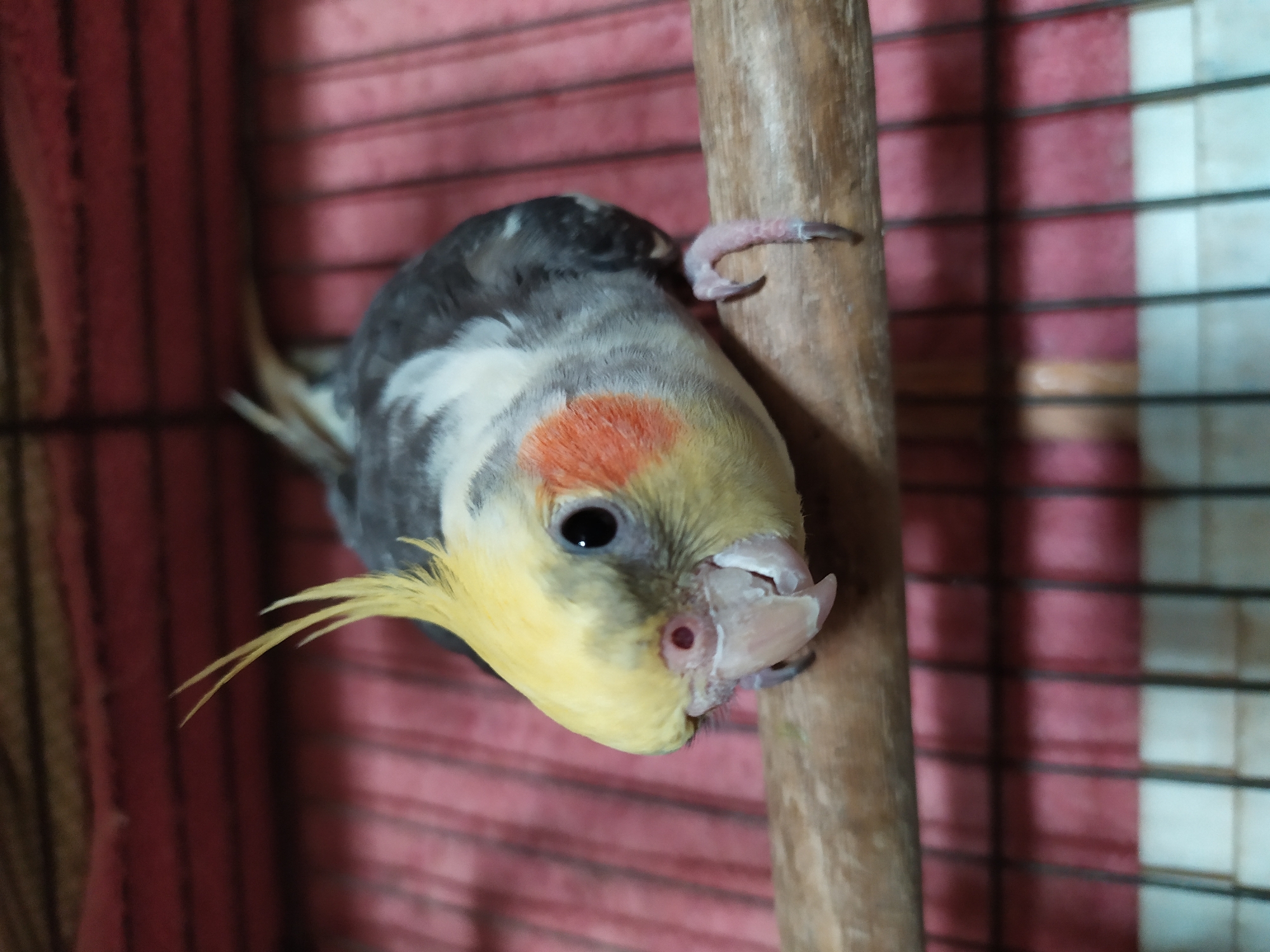 A cockatiel bird is perched on a wooden dowel inside a cage. The bird has a yellow crest, grey and white feathers, and orange cheek patches. The cage has red and white bars. The background is blurry but appears to be indoors. There is no indication of the location being the city of Bilajari, Azerbaijan, or any specific geographical context.