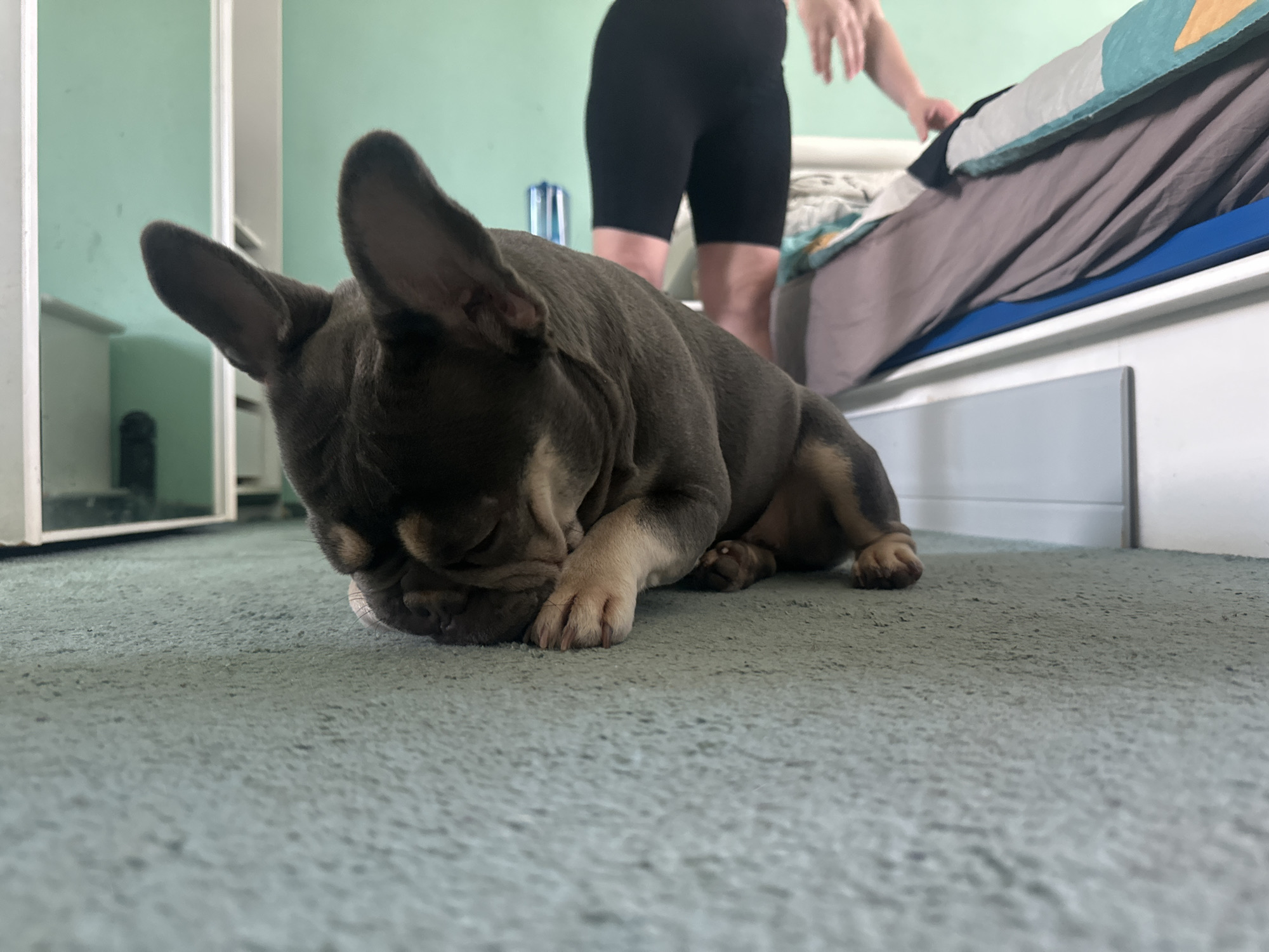 A French Bulldog is lying on a light blue carpet. The dog has its head on its paw and is facing forward. A person wearing black shorts stands near a bed in the background. The bed has a white frame with blue trim and is covered in grey bedding. A white cabinet is visible in the background. The location is an indoor room.