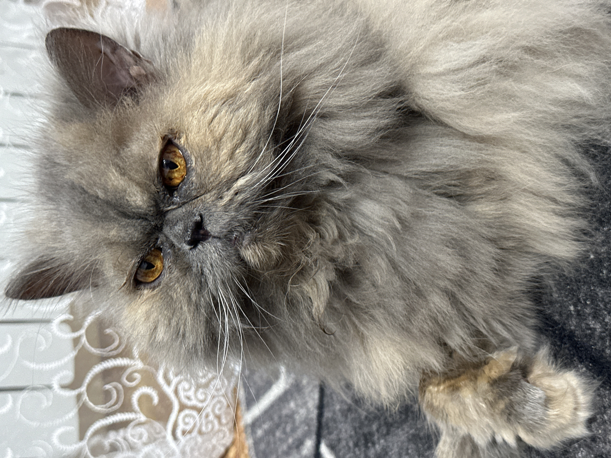 An extreme close-up, portrait-oriented, eye-level, medium shot features a Persian cat with gray and tan fur. The cat is looking to the left of the frame with its bright amber eyes. The background is blurred and shows a white, lace-like curtain on the left and a dark patterned blanket or rug beneath the cat. The cat’s fluffy fur is the primary subject, with its ears, face, and a paw visible. There are no people present. The scene appears to be indoors. There is no information in the image that indicates its location in Chaikovsky, Russia.