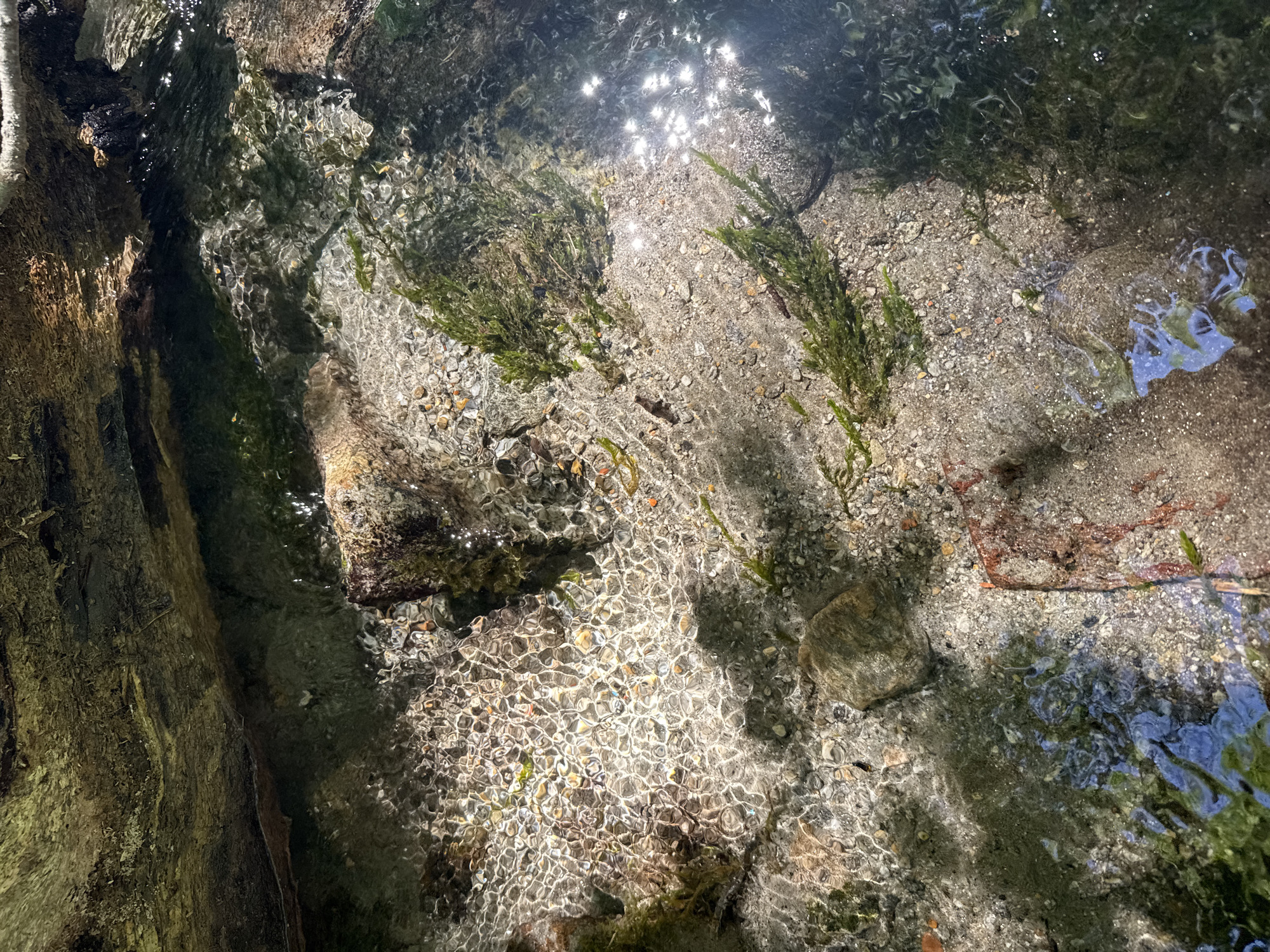 This image depicts a close-up view of the Verzasca River in Verzasca, Switzerland. The riverbed is composed of sand, small pebbles, and larger stones, with patches of submerged green aquatic plants. Sunlight filters through the clear water, creating shimmering patterns on the riverbed. A weathered, dark, tree trunk or log lies partially submerged along the upper left edge of the frame, casting a shadow into the water. The water itself appears shallow and flowing gently, with reflections of the surrounding environment visible on its surface. No people or animals are present in the frame. The scene is natural and serene, typical of a mountain river.