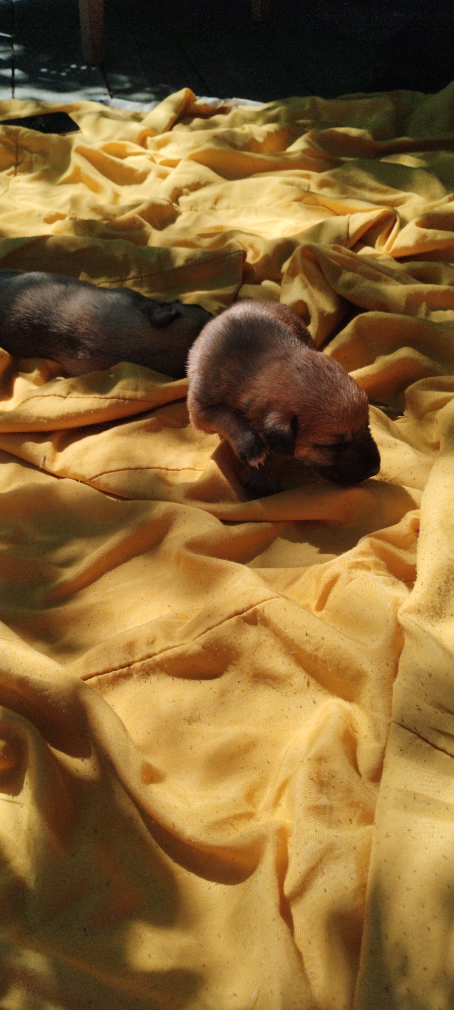 A pair of newborn puppies are resting on a wrinkled yellow blanket outdoors, bathed in dappled sunlight. One puppy, primarily brown with darker markings on its face and back, is curled up facing to the right. Its eyes are closed, and its body is partially obscured by the blanket. Behind it, another puppy, darker in color, is lying on its side facing left, with its head down. The background is a dark, out-of-focus area with shadows cast from overhead. The scene appears to be in a domestic outdoor setting, possibly a yard or patio. There is no information available to pinpoint the location to Yaroslavskaya, Russia.