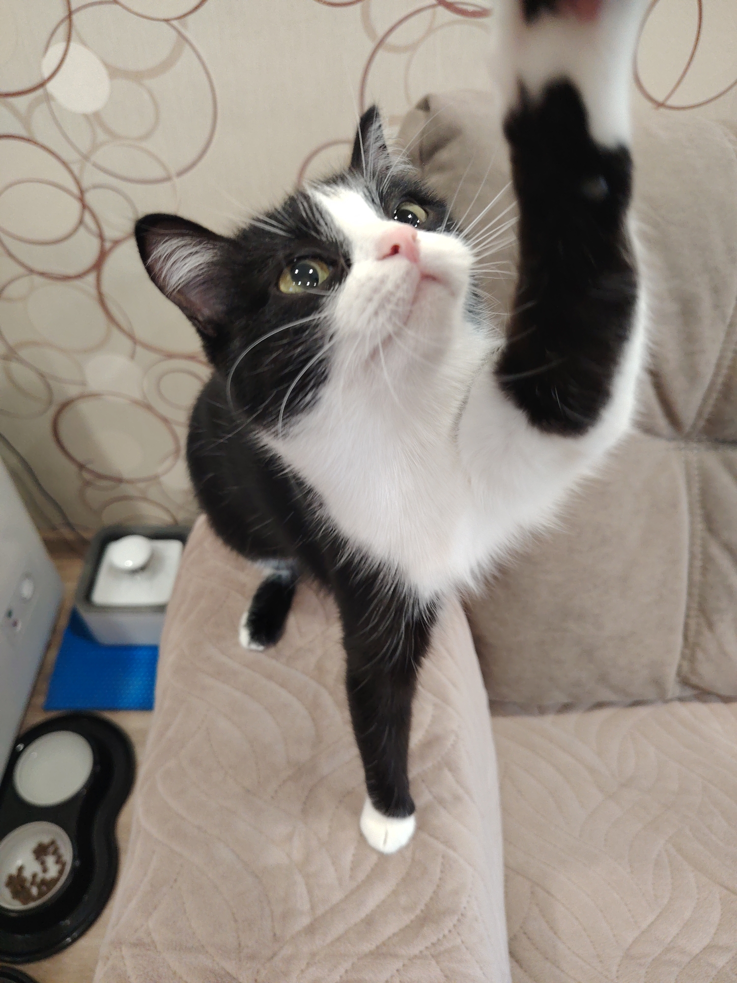 A black and white tuxedo cat is prominently featured in a close-up, indoor shot. The cat is captured in a dynamic pose, standing on a light beige quilted couch or armchair. It reaches upwards with its right front paw, its claws possibly extended, suggesting play or an attempt to interact with something above its head and out of frame. Its head is tilted upwards, showcasing its bright green-yellow eyes, which reflect light, and a small pink nose framed by long white whiskers.
The cat's fur exhibits a classic tuxedo pattern: black on its back, head, and outer legs, contrasted sharply with white fur on its chest, belly, and muzzle. Its paws are white, resembling "socks."
The background reveals a wall covered with light-colored wallpaper adorned with abstract, looping brown circular patterns. To the lower left of the image, next to the couch, a black double cat bowl is visible on a blue mat, with one compartment containing dry kibble and the other holding water. A portion of a white electronic device can also be seen on the far left. The overall setting is a comfortable domestic environment, likely a living room. The lighting is even and soft, indicative of indoor conditions. The cat's expression appears alert, curious, and engaged in its activity. No visible text is present in the image.
