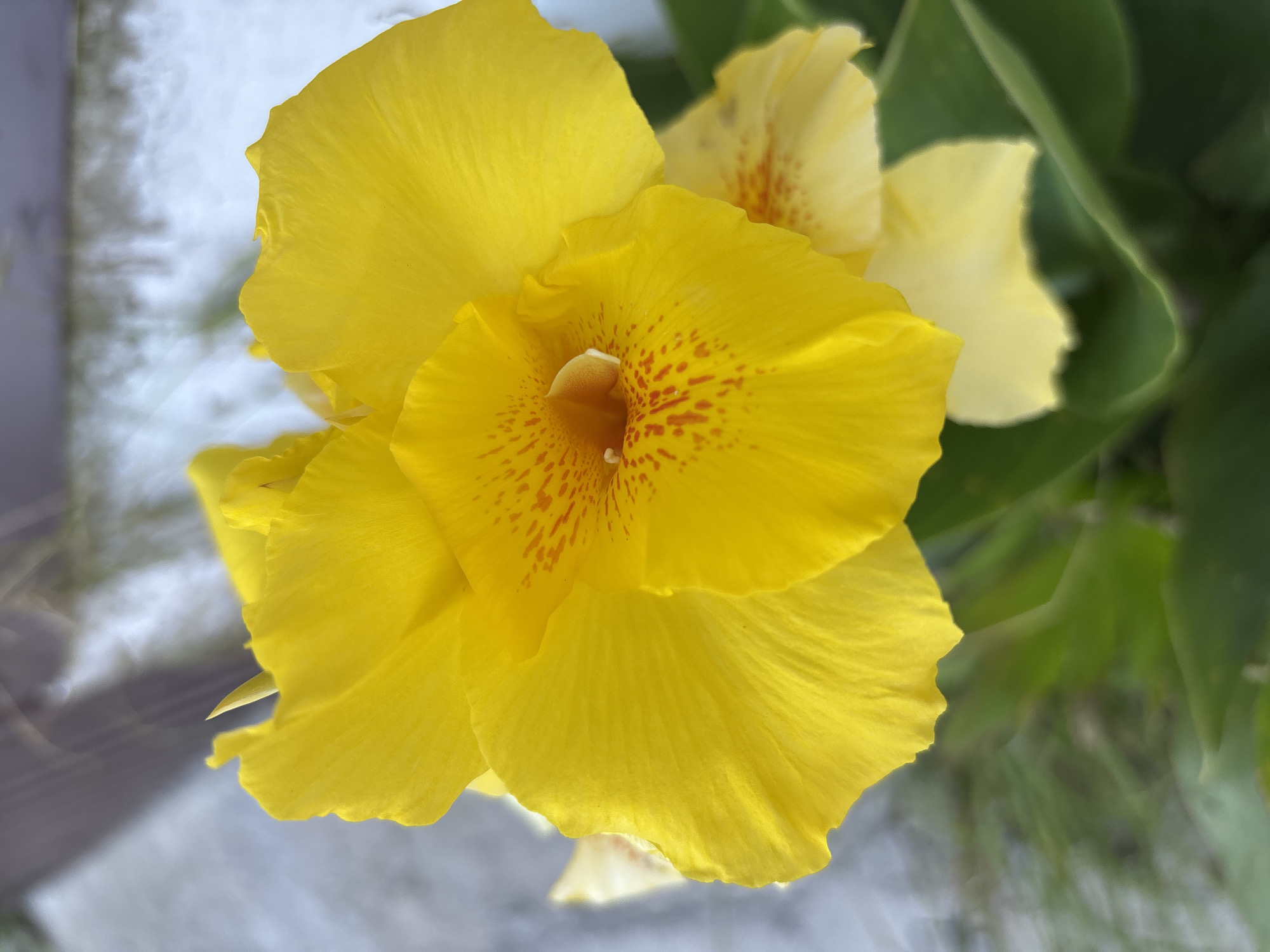 A close-up, shallow depth of field shot captures a vibrant yellow Canna Lily bloom. The flower's petals are unfurled and textured, with some speckled with small orange spots near the center. In the background, out of focus, is a greyish, textured surface, possibly a wall or building, with a suggestion of greenery below. The image does not depict any people, actions, or interactions. The scene is not identifiable as being in Sochi, Russia.