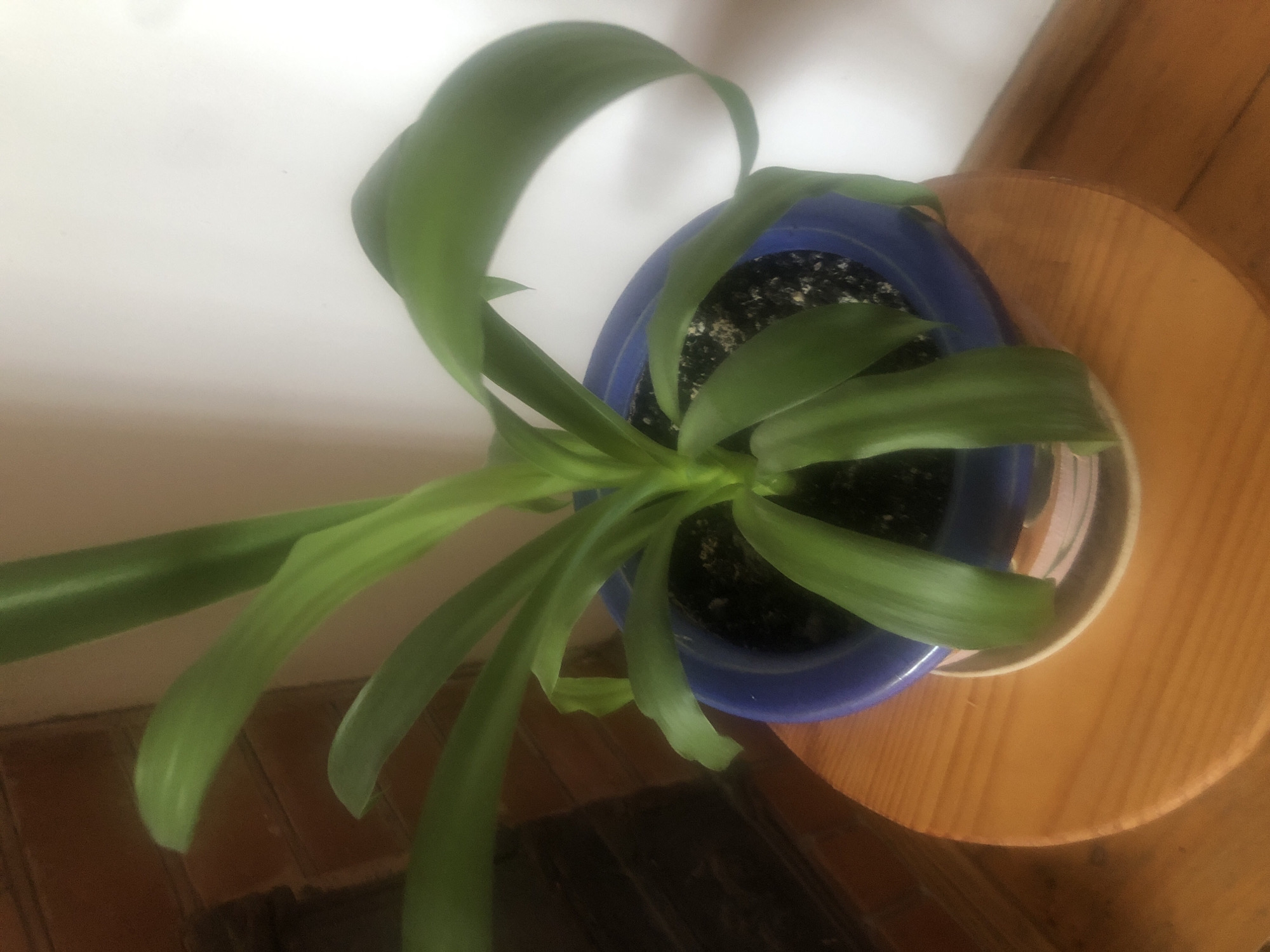 In Luka-Meleshkivska, Ukraine, a close-up, overhead shot captures a potted plant with long, green, strap-like leaves. The plant is housed in a vibrant blue ceramic pot, which rests on a light brown, circular wooden stand. The stand is positioned on a wooden floor. In the background, a light-colored wall is visible, and to the left, a portion of a brick wall is present. The lighting in the scene is soft, creating subtle shadows and highlighting the texture of the plant's leaves and the wood grain of the stand.