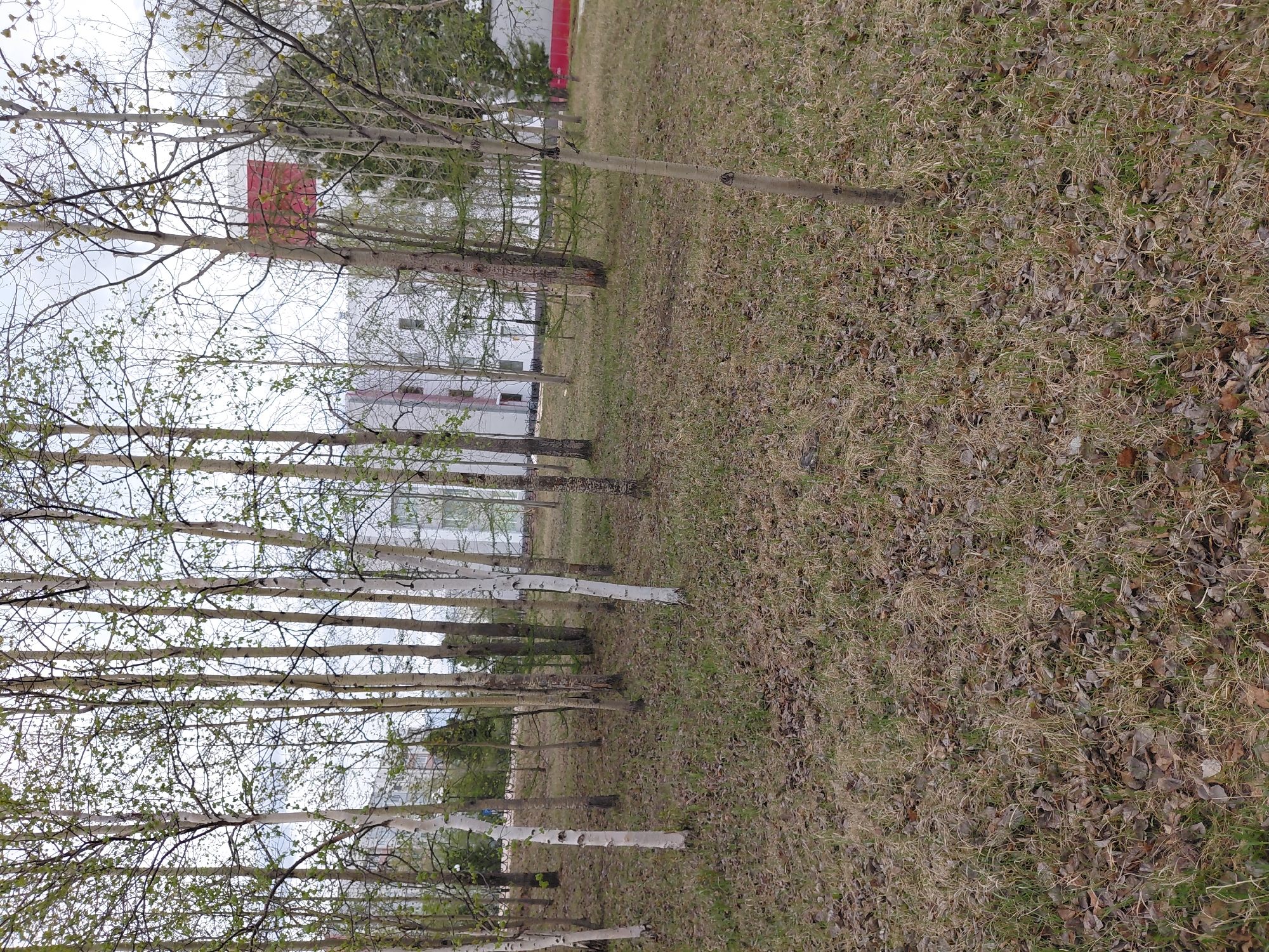 The image displays an outdoor scene dominated by a line of tall, slender deciduous trees, many exhibiting distinctive white bark, reminiscent of birch or aspen. The branches of these trees are largely bare, though some show small green buds and emerging leaves, suggesting early spring. The ground in the foreground and midground is covered with a mix of sparse green and dry brown grass, intermingled with a substantial layer of fallen, decaying leaves.
In the background, behind the trees, several buildings are visible. One prominent structure features white walls and a distinct red roof or upper section. Other less defined white buildings are also discernible further back. The sky is bright and overcast, indicating a cloudy daytime. No people or specific activities are taking place; the scene is a static landscape. There is no visible text within the image. The presence of emerging leaves and old ground cover points to a transitional season, likely early spring in a northern climate, consistent with the location context of Nadym, Russia.