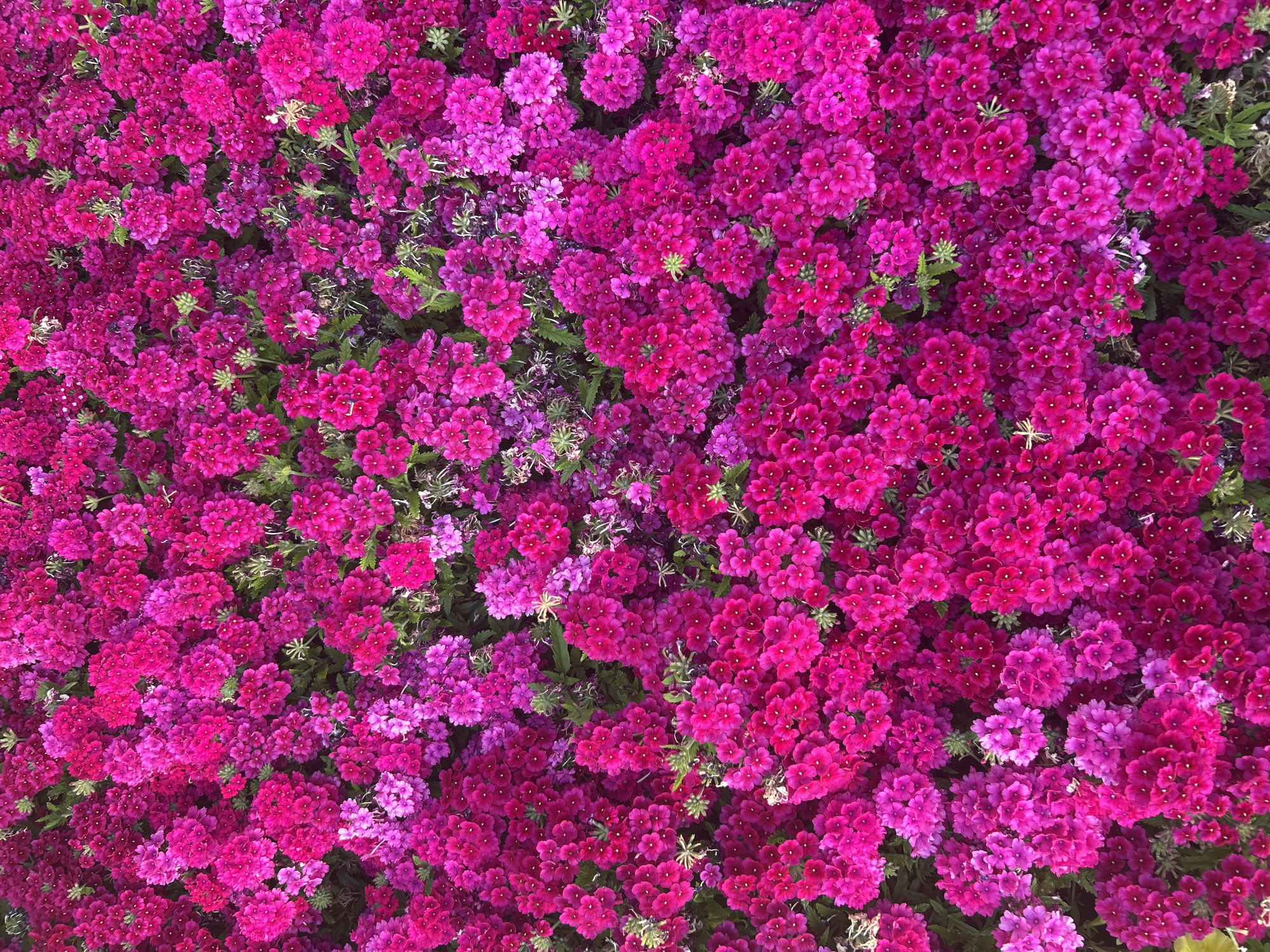 A dense patch of blooming verbena flowers fills the frame, displaying shades of magenta and pink. The flowers are arranged in clusters. Green foliage is scattered throughout. The image does not contain any discernable information about the location, people, subjects, objects, actions, interactions, or the environment beyond the flowers. Therefore, it is impossible to verify the location in the city of Câmara de Lobos, Portugal, or to provide further details.
