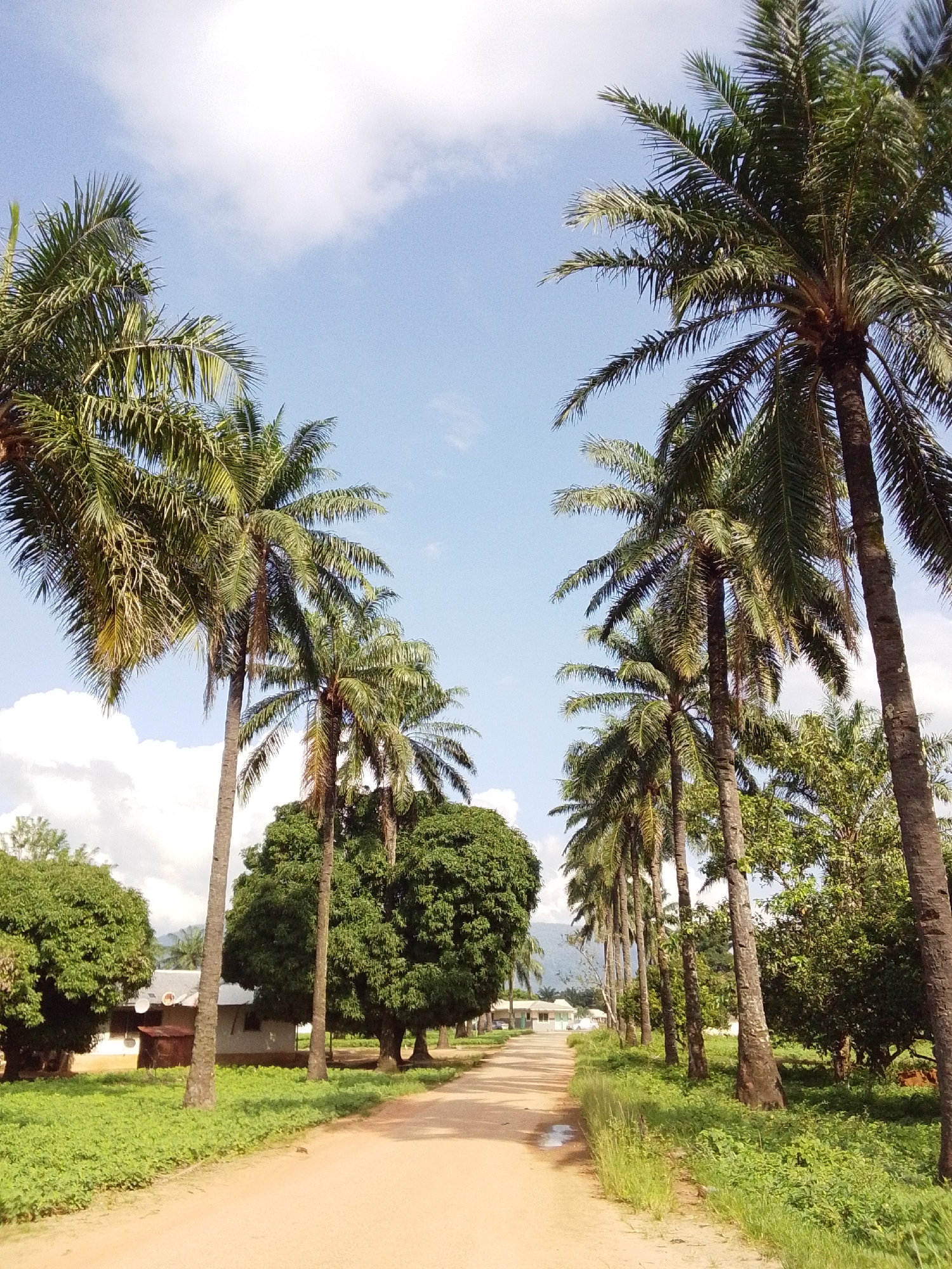 This is a low-angle, vertical shot of a dirt road lined with palm trees. The road appears to be in a rural area, possibly in the city of Serti, Nigeria. The sky is blue with a few scattered clouds. On the left side of the road, there are a few buildings visible, which appear to be houses with satellite dishes on their roofs. The right side of the road is bordered by a dense line of palm trees, with lush green vegetation growing beneath them. The overall impression is one of a peaceful, tropical setting.