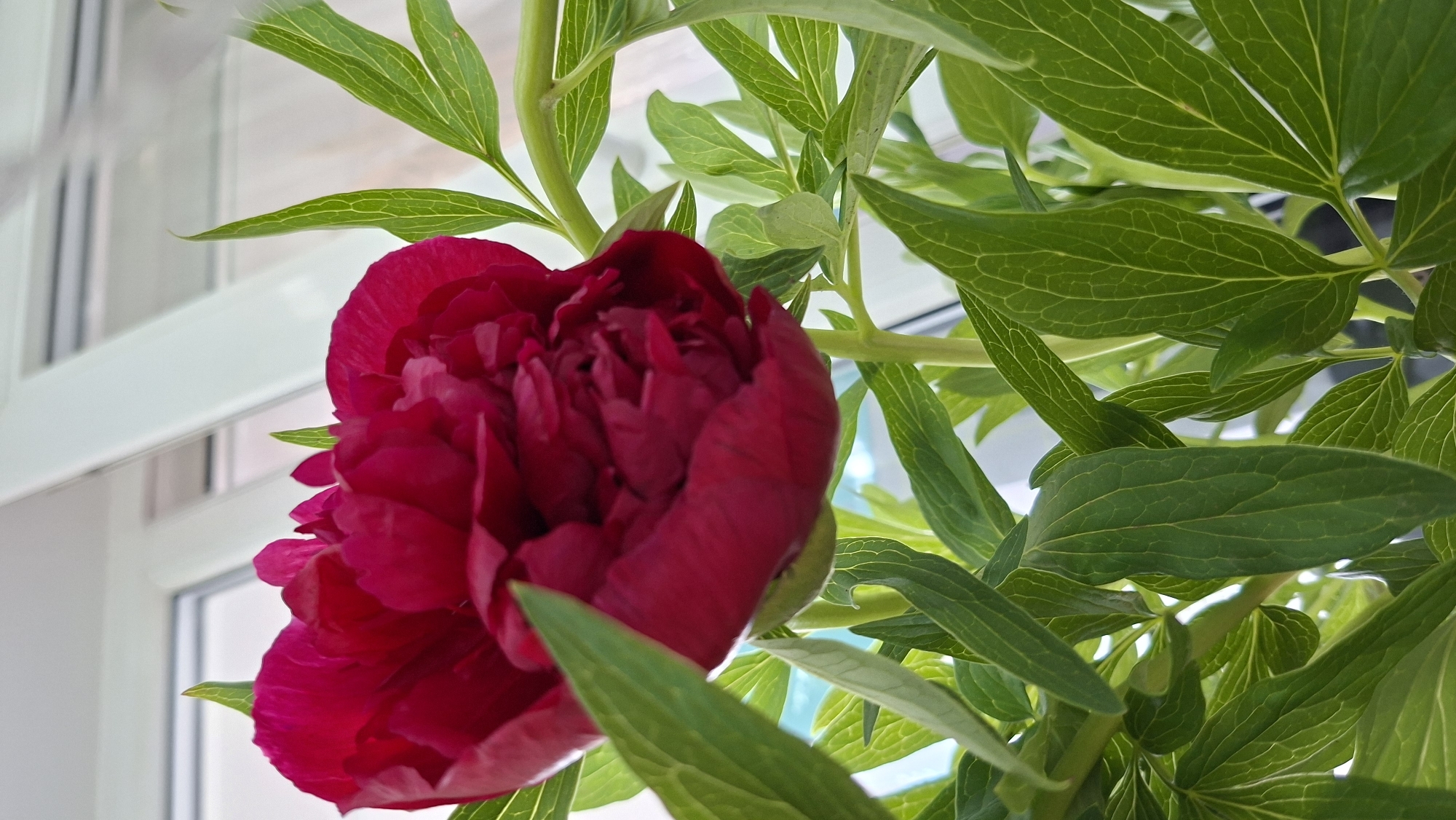 A close-up shot shows a vibrant, dark red peony flower in full bloom, surrounded by numerous green leaves. The leaves have prominent veins and a slightly glossy texture. The flower and foliage are set against a blurred background of a window with white frames. The image was taken in the city of Chaikovsky, Russia.