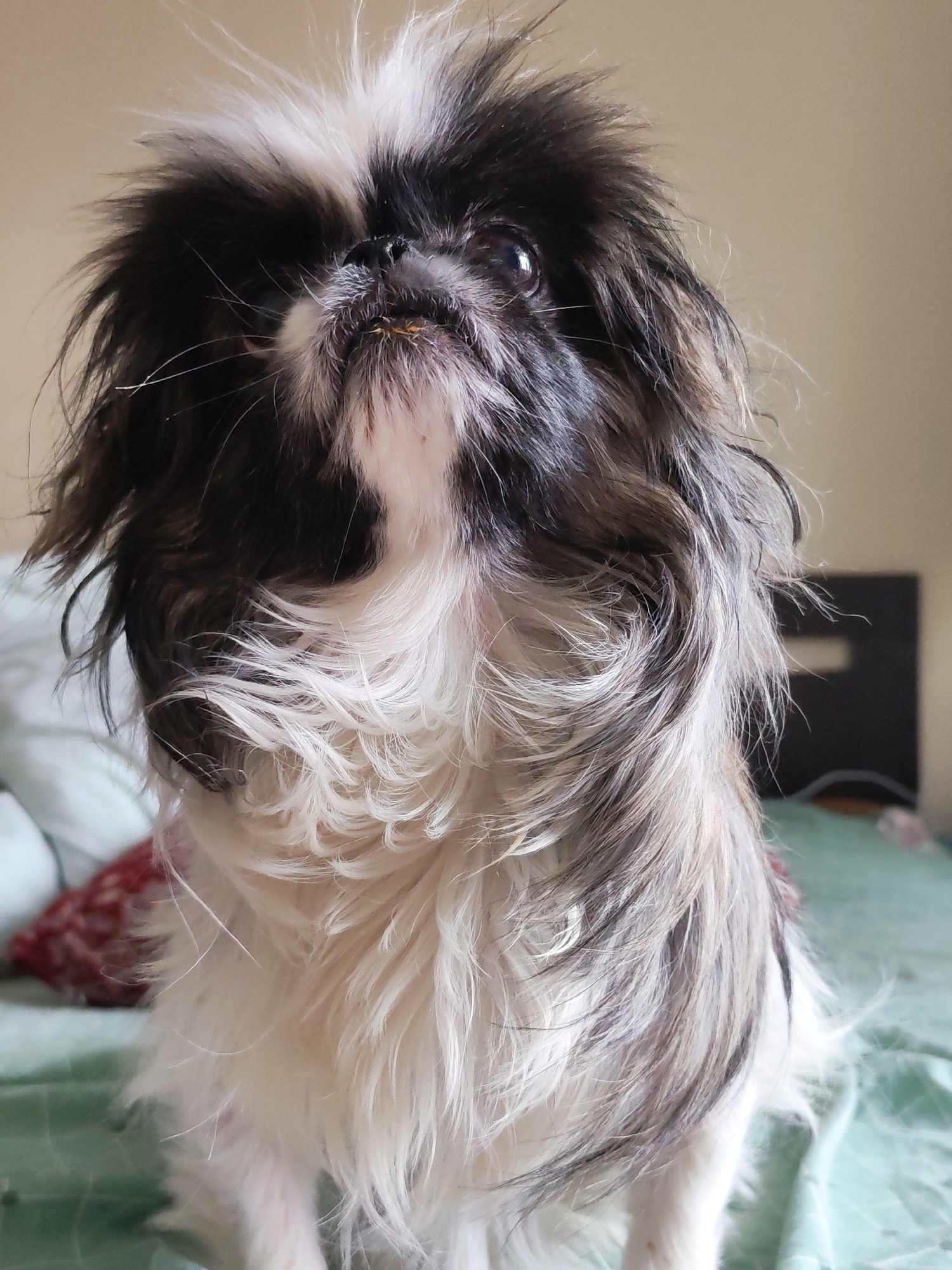 A long-haired, predominantly white and black Pekingese dog sits upright on a light green bedspread. The dog is facing forward, with its head and upper body visible. The dog has a slightly concerned expression, with one eye clearly visible. The dog's fur is shaggy, with a mix of white, black, and gray colors. A dark headboard is visible in the background. Part of a pillow with a red and pink pattern is visible on the left side of the bedspread. The background is a neutral, beige wall. The location is not specified in the image, and there is no information indicating it is in Izhevsk, Russia.