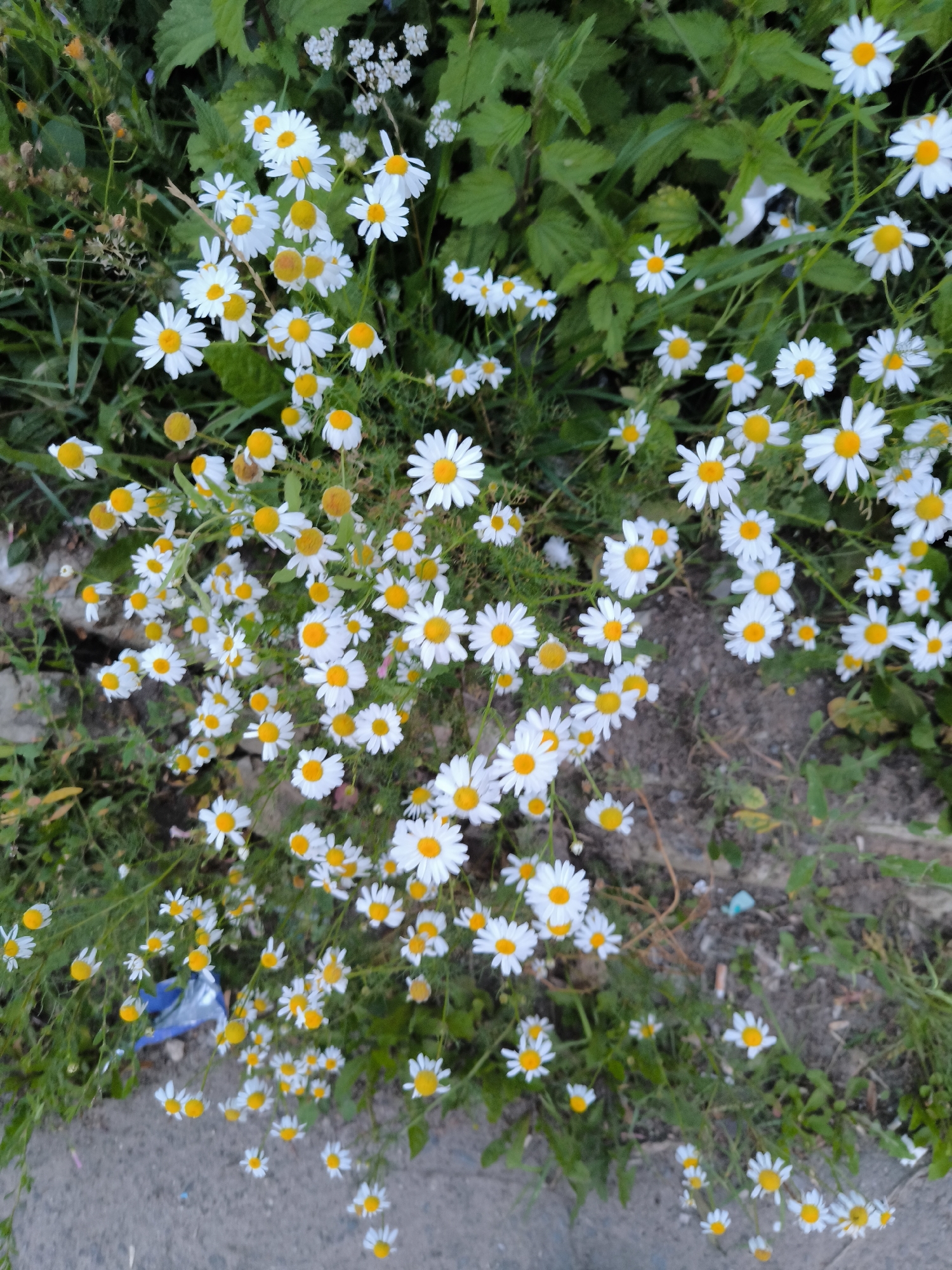 The image shows a close-up, high-angle view of a patch of white daisies with yellow centers growing in a natural setting. The daisies are the primary subject, with many flowers in various stages of bloom, some with wilted petals. They are scattered amongst green foliage and some dry grass, with patches of dark soil and a concrete or asphalt surface visible at the bottom. There are no people, animals, or man-made structures other than the ground surface, suggesting an outdoor, natural environment. The overall scene depicts a cluster of wild daisies.