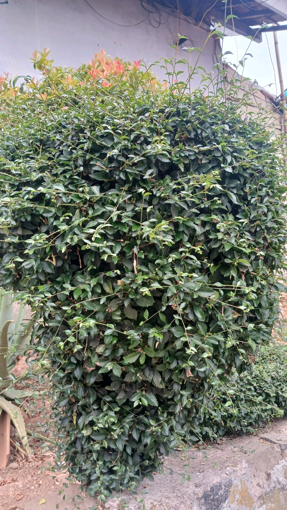 A dense, rounded bush with dark green leaves is the central subject of the image, situated outdoors on what appears to be a street or sidewalk. The bush is trimmed into a spherical shape, with lighter green and reddish new growth visible at the top. In the background, a light-colored wall and electrical wires are partially visible. To the left of the bush, a portion of a plant with succulent-like leaves is visible, and to the right, a concrete curb runs along the base of the bush. The ground is composed of dirt and loose stones. The lighting suggests it is daytime, with the sun casting subtle shadows. There are no people or animals in the image. This scene is consistent with an urban or suburban environment in Melatiwangi, Indonesia, where such landscaping is common.