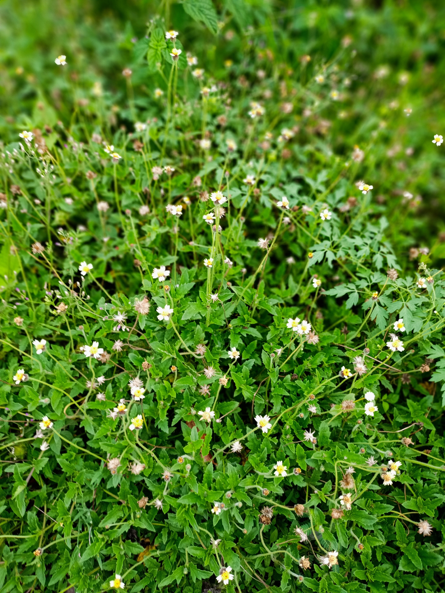 The image shows a dense patch of ground cover with small white and yellow flowers interspersed among green foliage. The location is Buketteukuh, Indonesia, as specified in the prompt. The plants appear to be low-growing and tightly packed together. Some of the flowers are in bloom, while others have dried up or gone to seed, with spiky brown seed heads visible. The background is out of focus. There are no people, animals, or other recognizable objects in the frame.