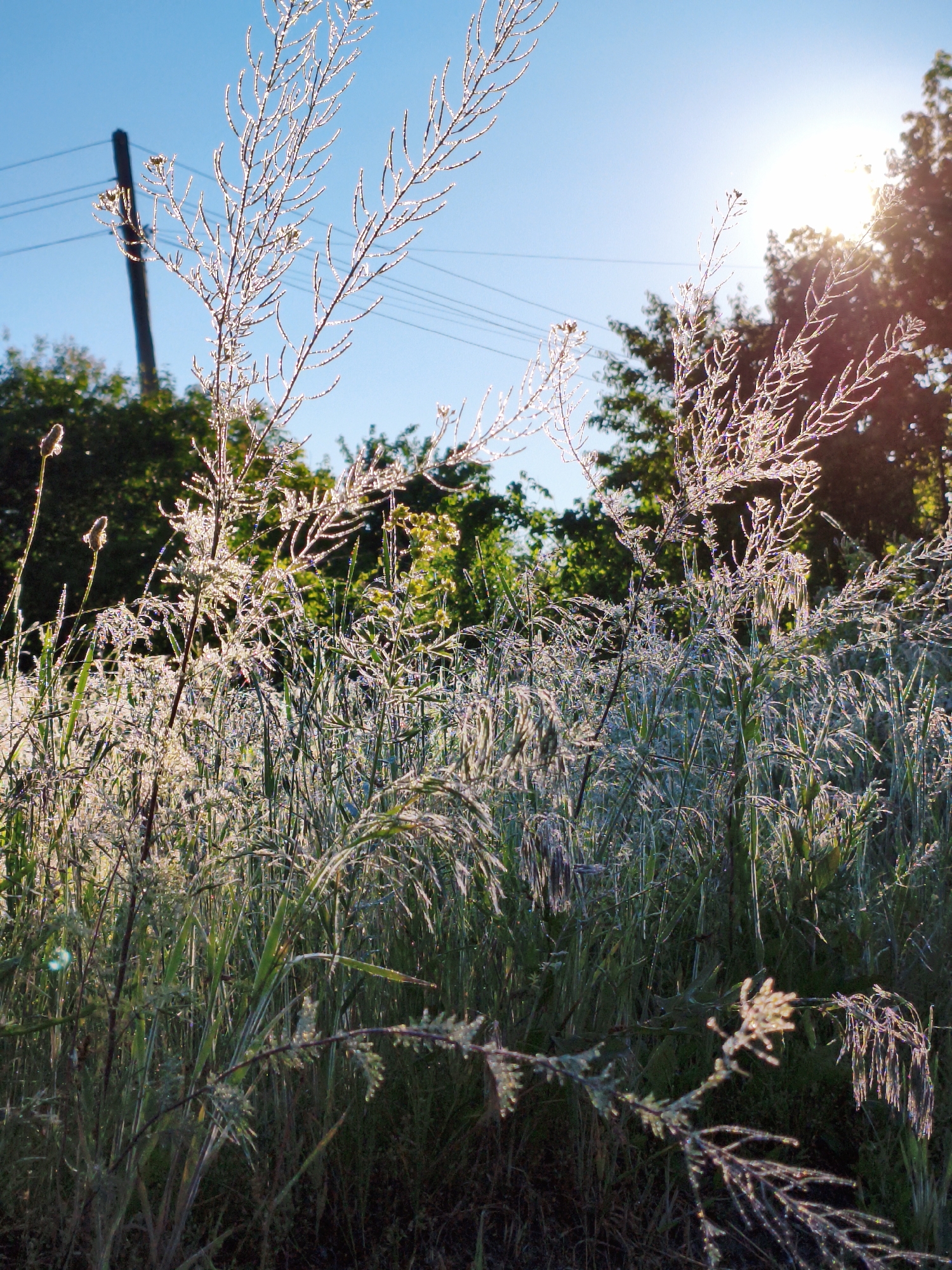 The image shows a field of tall grass and weeds in an area that may be in Ustyvytsia, Ukraine, though the location cannot be confirmed from the visual data alone. The vegetation is heavily backlit by the sun, creating a sparkling effect and a high contrast. In the background, there are trees and a utility pole with power lines. The sky is blue and clear. There are no people visible in the image. The scene appears to be captured in the early morning or late afternoon based on the sun's angle.