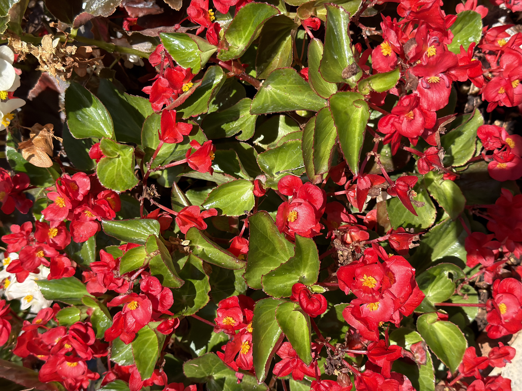 The image is a close-up, overhead shot of a dense planting of red begonia flowers and their glossy green leaves. The flowers are a vibrant red, with some showing yellow stamens at their centers. The leaves are heart-shaped and have a slight sheen, with some appearing to have reddish edges. A few dried brown flower heads and leaves are interspersed among the fresh blooms. The lighting suggests it is daytime, with strong sunlight casting shadows on the foliage. The image does not provide any visual cues or context to suggest a specific location within the city of Rome, Italy.