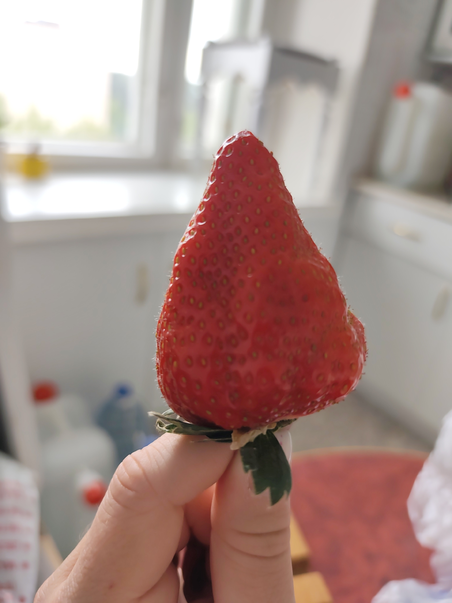 A hand holds a large, ripe strawberry by its green stem in an indoor setting. The strawberry is bright red with tiny seeds. The background includes a window, kitchen cabinets, and other blurred objects. The location is not specified in the image. There is no information about the location being in the city of Chaikovsky, Russia. There is no specific time listed. There are no actions, interactions, or people, with the exception of the hand holding the strawberry.