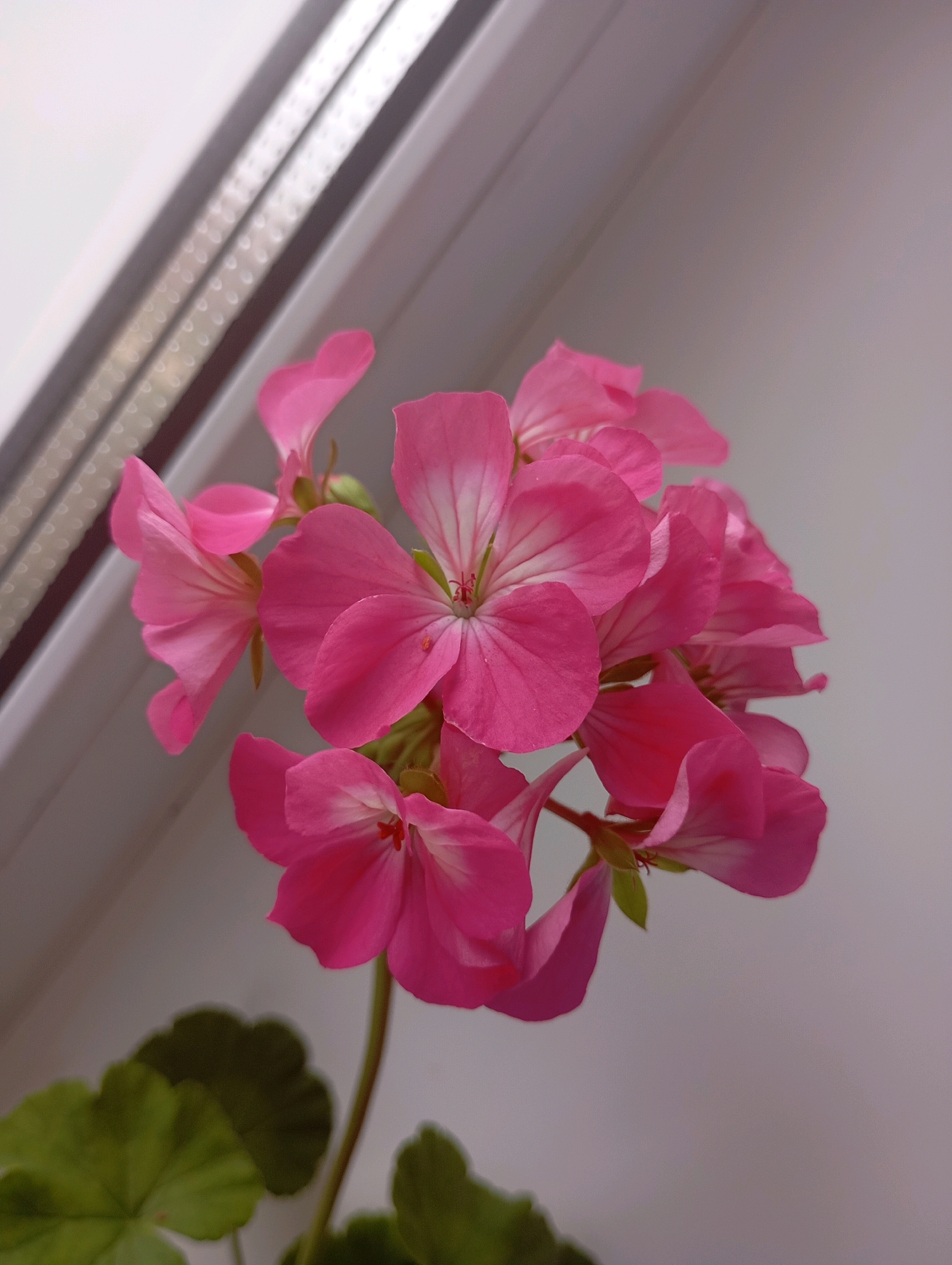 A cluster of bright pink geranium flowers, some with white veining on their petals, is in focus against a blurred background. The flowers are arranged in an umbel formation and are supported by a thin stem. Below the flowers, the dark green, serrated leaves of the plant are visible, out of focus. The background consists of a diagonally oriented surface that appears to be a window frame, with a ribbed texture on its lower section and a smooth, light gray surface above. The overall lighting suggests an indoor setting, possibly on a windowsill in Фоки, Russia, illuminated by natural light from a window.