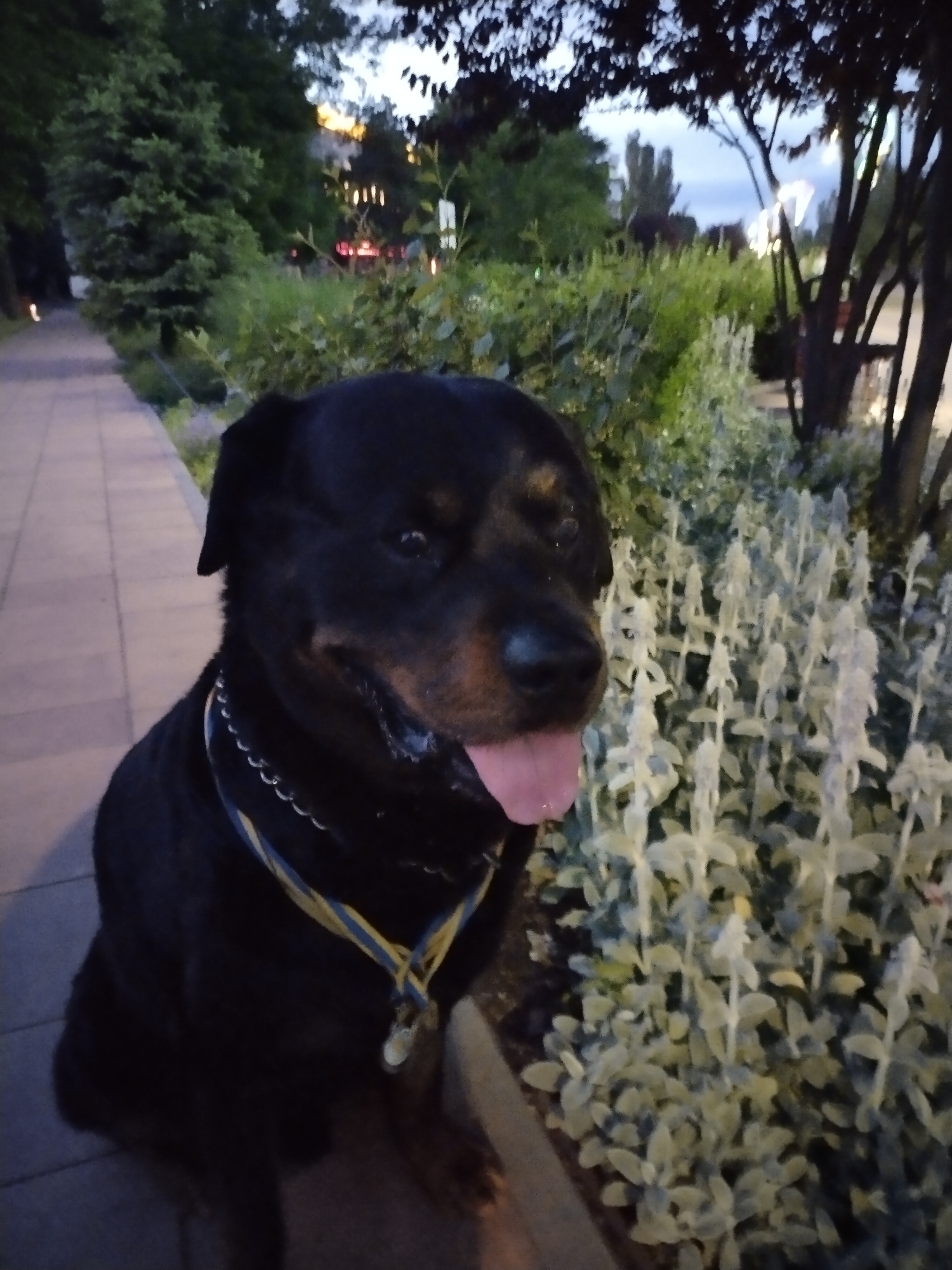 A Rottweiler dog is sitting on a paved surface next to a bed of light-colored, feathery plants. The dog has a dark coat and is wearing a collar with a medal or pendant that has yellow and blue ribbons. The dog's tongue is sticking out. In the background, there are trees and some illuminated buildings, suggesting an urban or park setting. The lighting indicates it is either dusk or early morning. The location is identified as the city of Horishni Plavni, Ukraine.