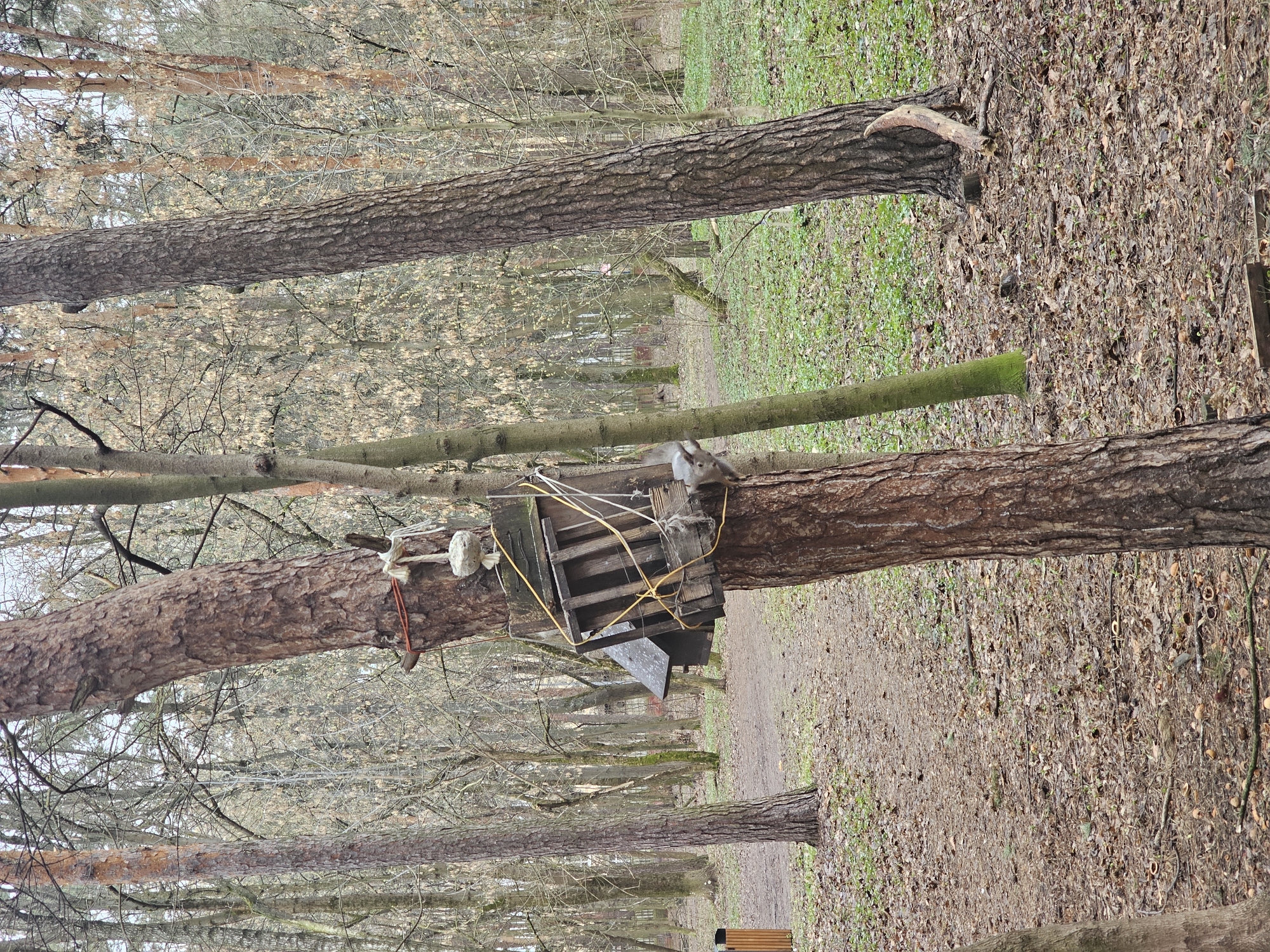The image depicts a forest scene, likely located in Khimki, Russia, given the prompt's information. Two mature trees stand upright, with a makeshift wooden structure secured between them. The structure appears to be a roughly constructed platform or feeder, possibly for animals, as evidenced by the presence of what looks like food scattered on the wooden platform. Ropes and cords are used to fasten the structure to the trees. The ground is covered with leaf litter. In the background, a pathway runs through the forest, suggesting a park or recreational area. Other trees are visible in the distance, contributing to the dense, forested environment. The lighting suggests an overcast day. No people are visible in the frame.