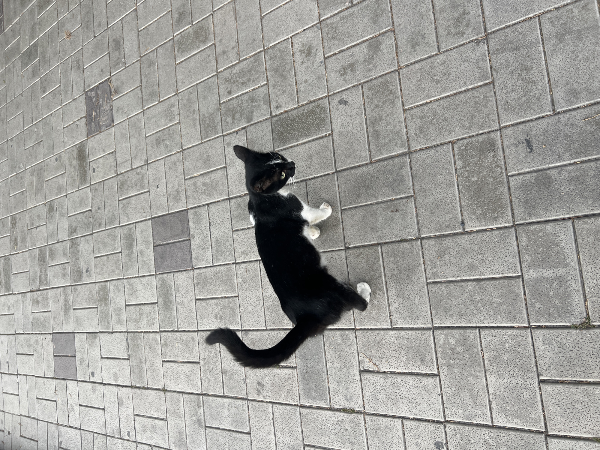 A black and white cat stands on a paved surface made of rectangular grey interlocking stones, laid in a staggered pattern. The cat is facing to the right, with its head tilted down and its tail curled upwards. The ground is mostly clean, with a few dry leaves scattered on the paving stones. The image appears to have been taken outdoors, under natural light, with the sun casting a shadow of the cat to its left. The location is described as Bishkek City, Kyrgyzstan.