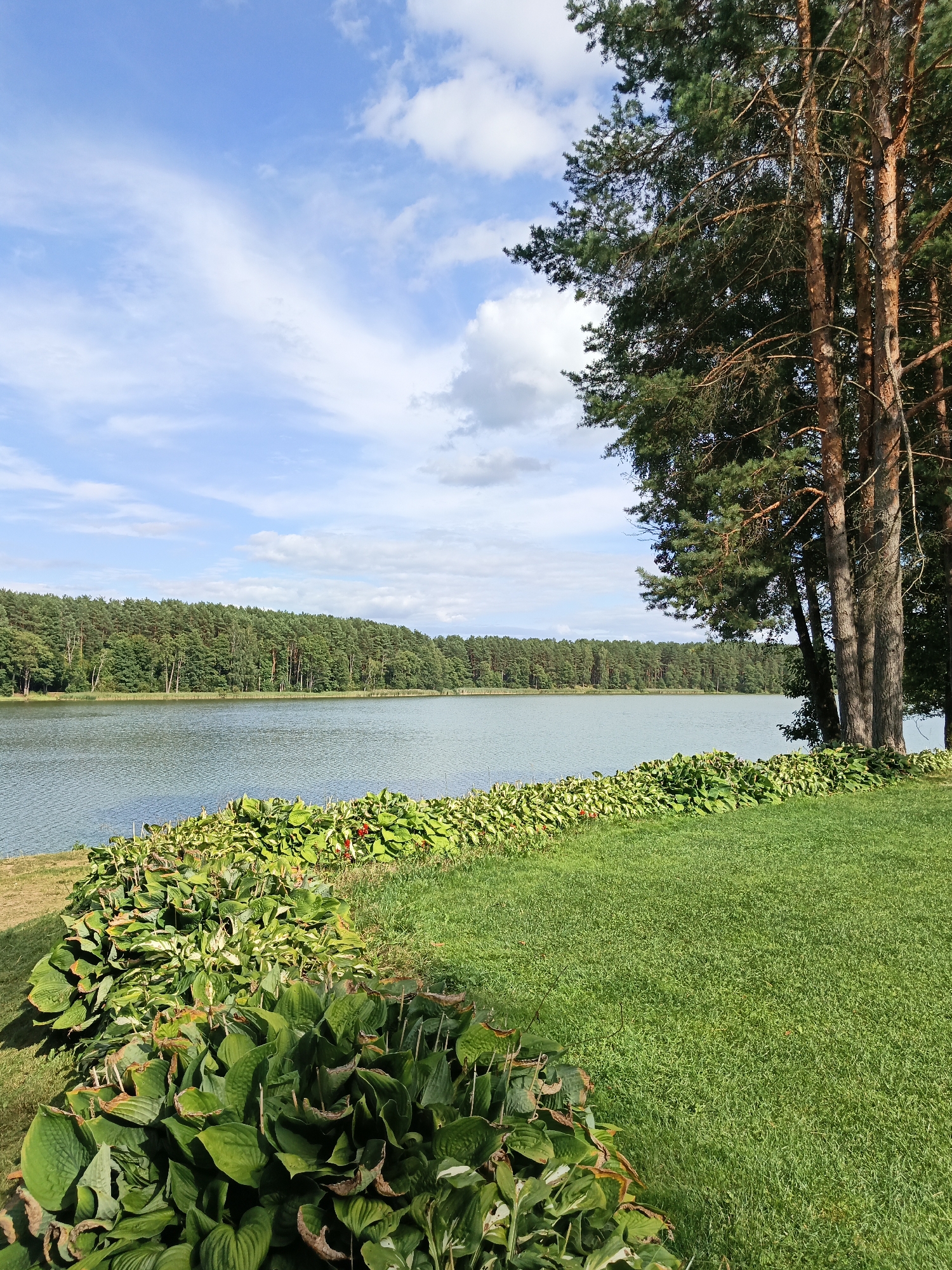 The image shows a picturesque view of a calm lake surrounded by a dense forest in the city of Parychcha, Belarus. In the foreground, a lush green lawn is bordered by a variety of green plants, including large-leafed hostas, and a few red flowers. To the right, tall pine trees with rough bark stand prominently. The lake itself has a slightly rippled surface, reflecting the light blue sky dotted with white, wispy clouds. The opposite shore of the lake is lined with a continuous band of green trees, forming a forest canopy. The overall scene is one of natural tranquility and beauty on a sunny day.