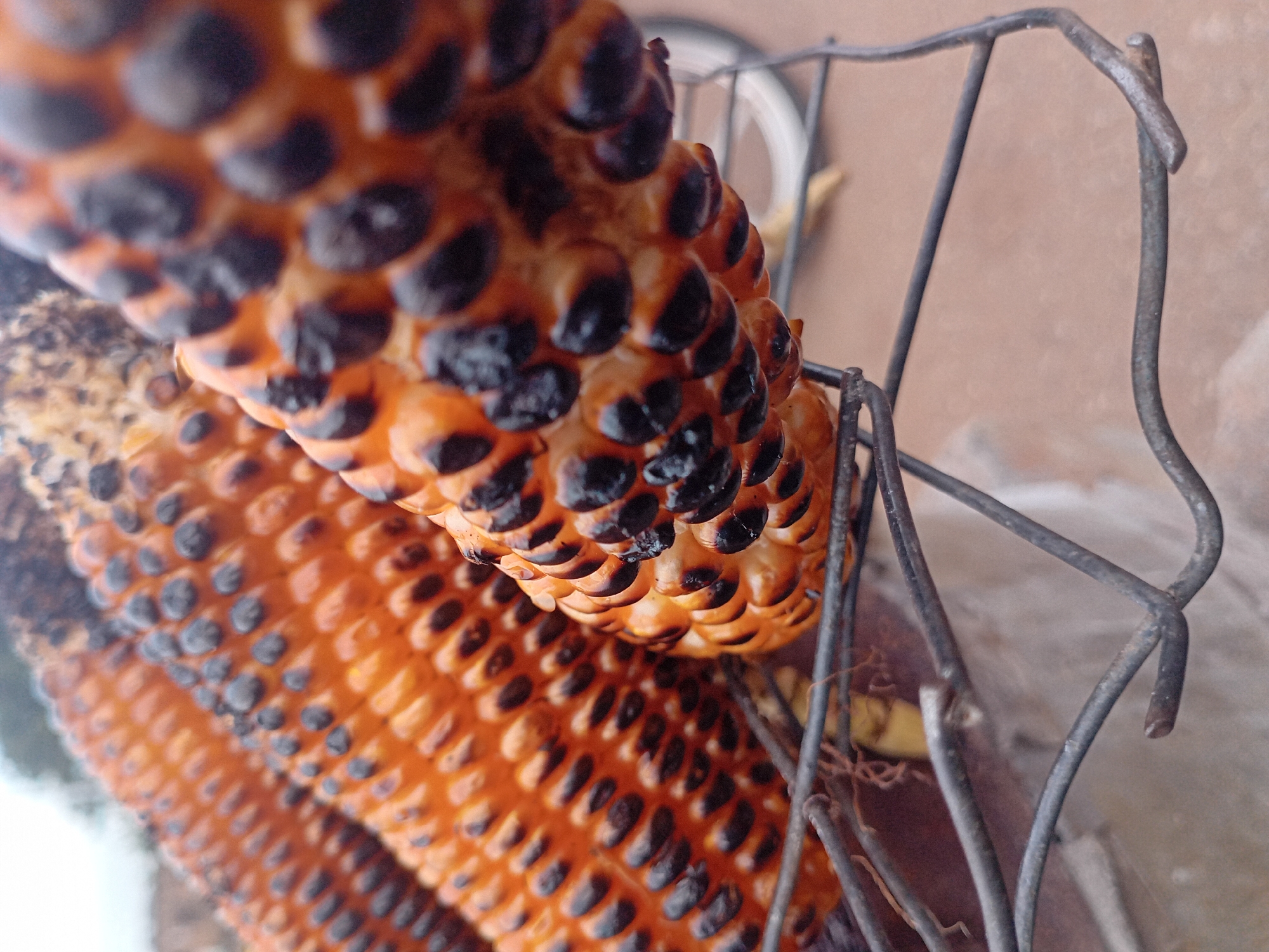 A close-up shot captures two ears of corn on the cob, roasted and slightly burnt, resting in a wire rack. The kernels of the corn are orange in color, with blackened spots suggesting charring. The wire rack is made of thin, grey metal. The corn and rack are set against a light brown background. The location is Bukuru, Nigeria.
