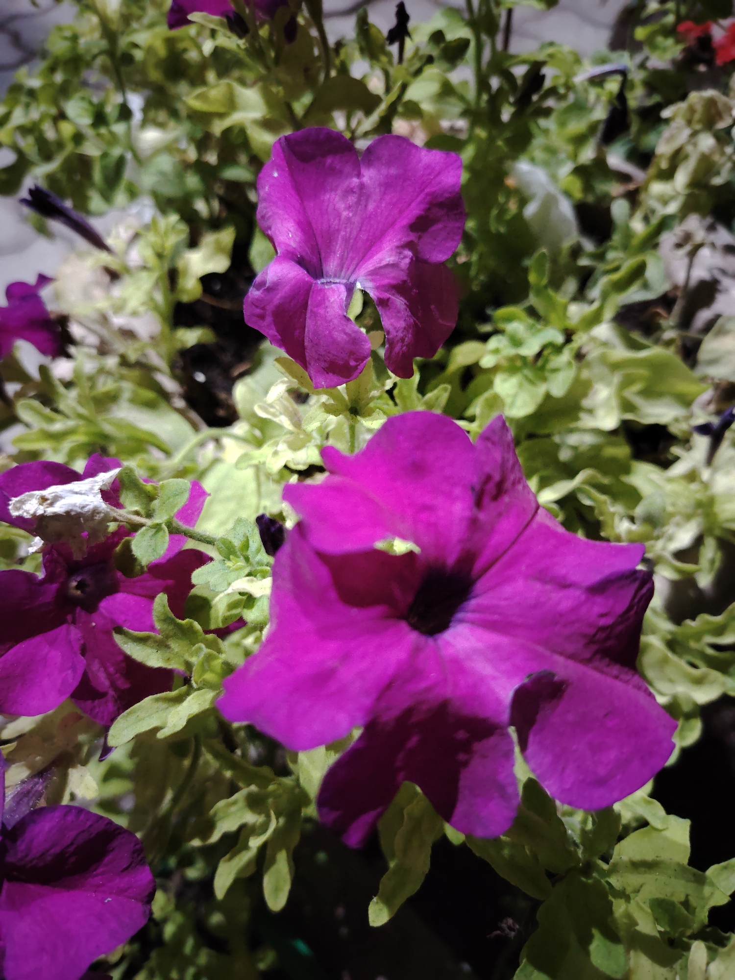The image shows a close-up view of several purple petunia flowers in bloom. The flowers are vibrant and have a trumpet-like shape. The petals are delicate and slightly ruffled. The foliage is a mix of green and yellowish-green leaves, some of which appear slightly wilted or discolored. The background is blurred, suggesting a shallow depth of field, and consists of more foliage and possibly the dark interior of a planter. There are no people or other animals visible in the image. The scene appears to be an outdoor setting, likely a garden or planter box. The image quality is good, with clear details of the flowers and leaves. The lighting suggests it was taken during the daytime, possibly with artificial light accentuating the colors. This image is not specific to any location in the city of Astana, Kazakhstan, as it depicts a common natural scene found in many urban and rural environments globally.