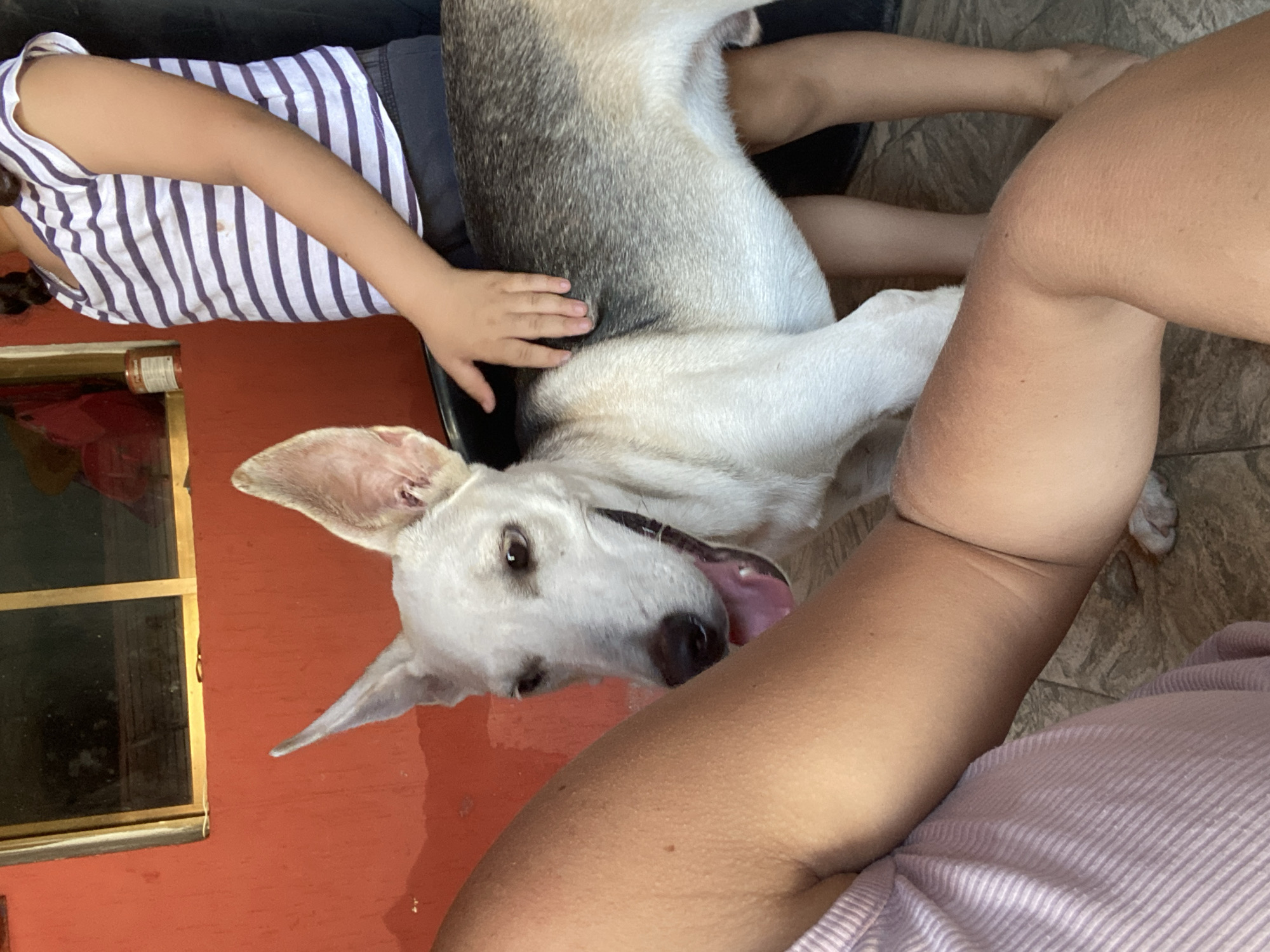 A tilted, high-angle close-up shows a mostly white and light gray short-haired dog lying in the lap of a person wearing a white and purple striped top. A child's hand rests on the dog's back. Another person's arm, wearing a pink shirt, is in the foreground of the shot. The dog is panting, with its tongue extended. The background includes an orange wall with a window frame and a glimpse of tile flooring. The image was probably taken in Juan Griego, Venezuela.