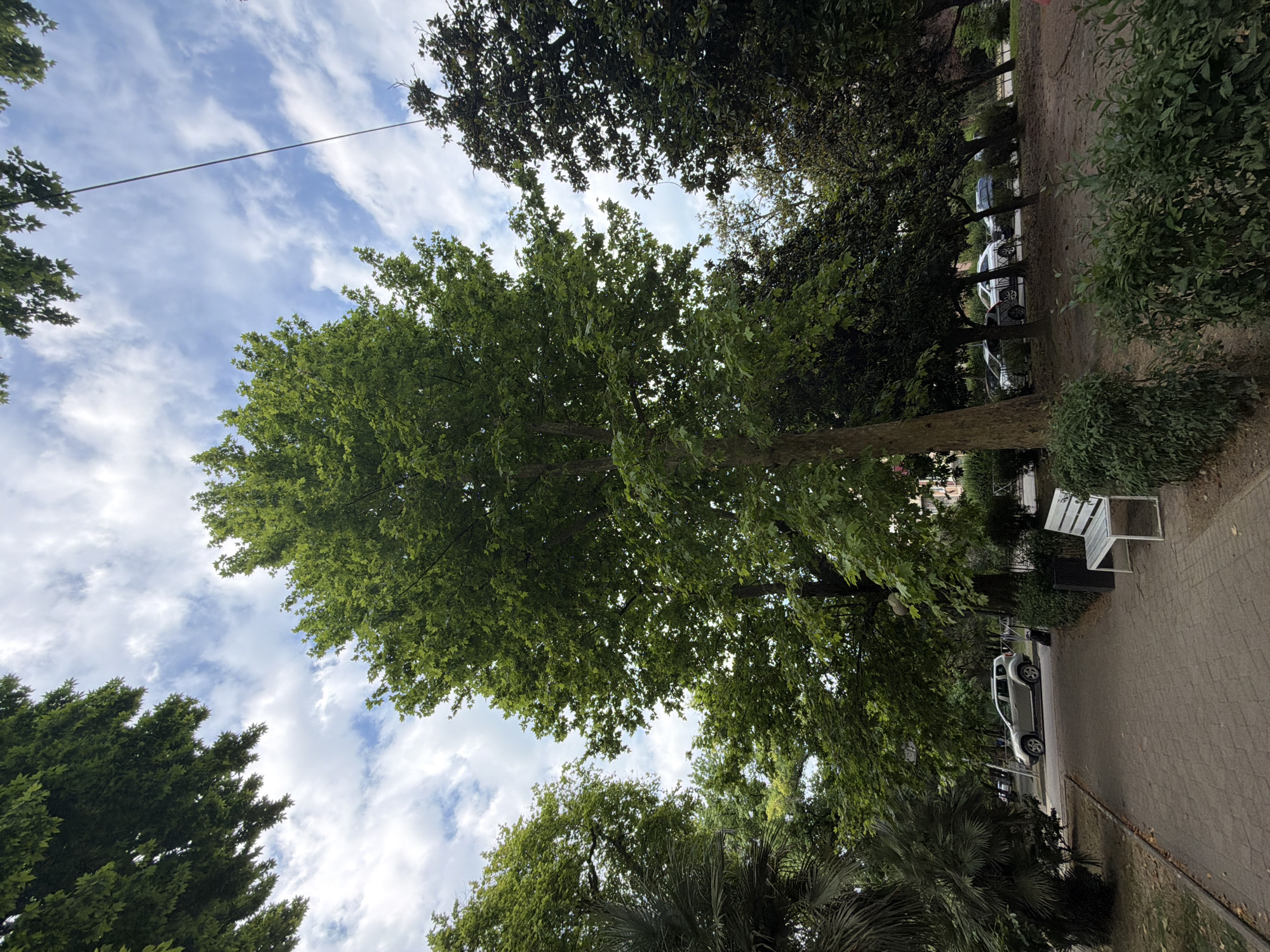 A tall, leafy tree dominates the center of the image, its branches reaching towards a partly cloudy sky. In the background, cars are parked along a street lined with more trees and bushes. A paved walkway runs along the left side of the frame, leading towards a white park bench. The scene appears to be in a park or residential area within the city of Sochi, Russia, suggested by the vegetation and architecture.