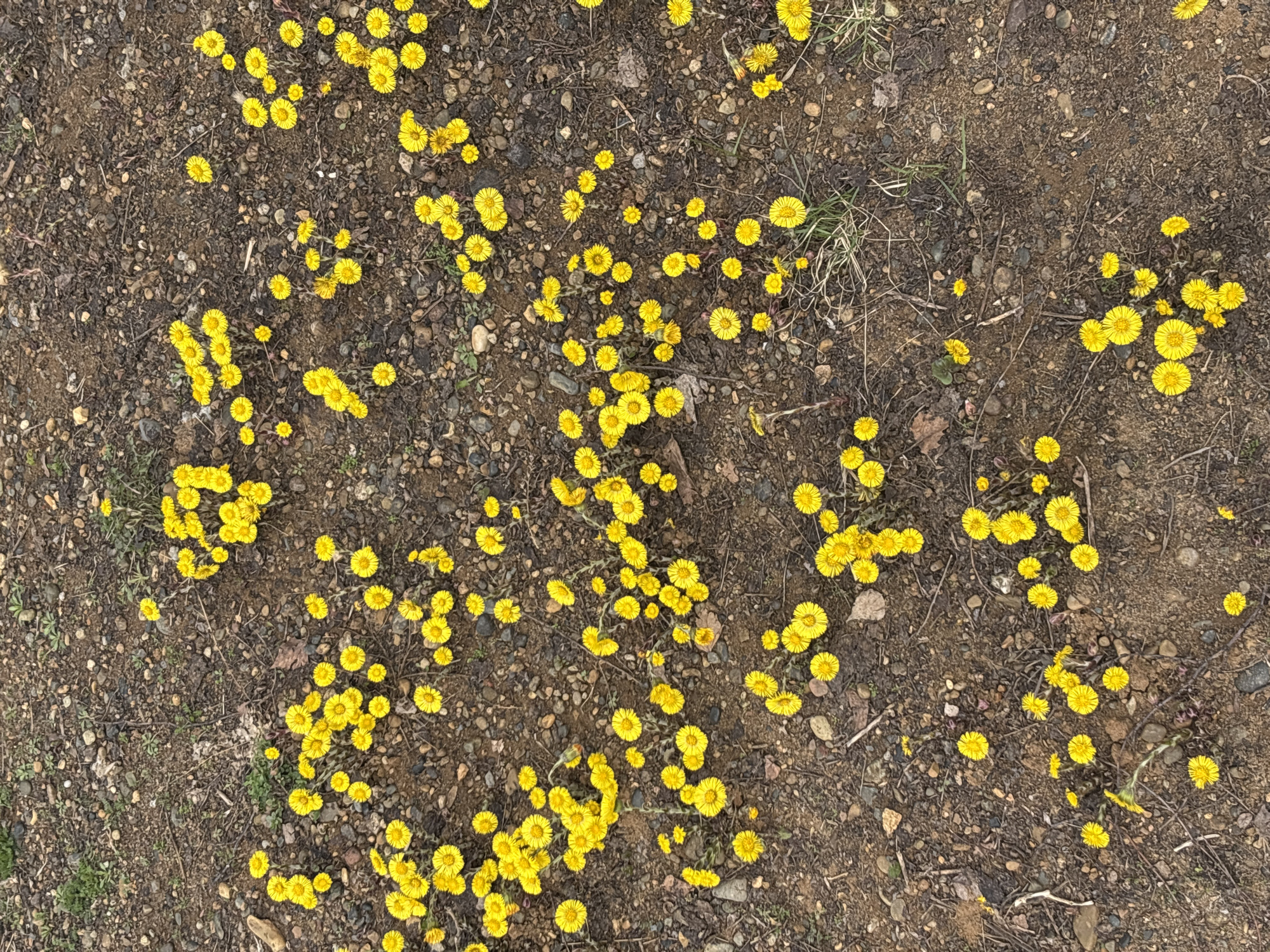 The image depicts a patch of ground covered in dirt, small rocks, and numerous yellow flowers. The flowers appear to be growing directly from the ground. There is some dead grass scattered around. The ground is mostly brown, with variations in color due to moisture and the presence of organic material. The scene suggests an outdoor location in a natural or semi-natural environment. There is no verifiable way to confirm its location as Марковский, Russia.