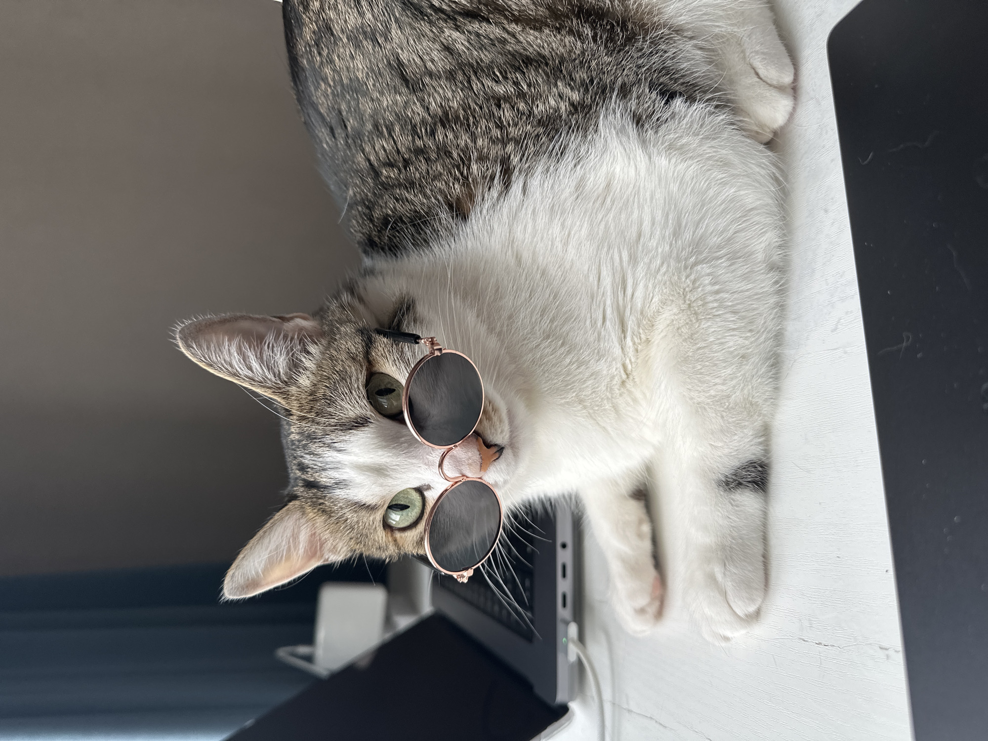 A cat is lying on a white surface, wearing round, rose-gold framed sunglasses. The cat is white with gray and brown tabby markings on its head and back. Its eyes are green. A partially visible laptop, charging cable, and other indistinct objects are visible in the background. The specific location in Krasnoyarsk, Russia, cannot be determined from the given image.