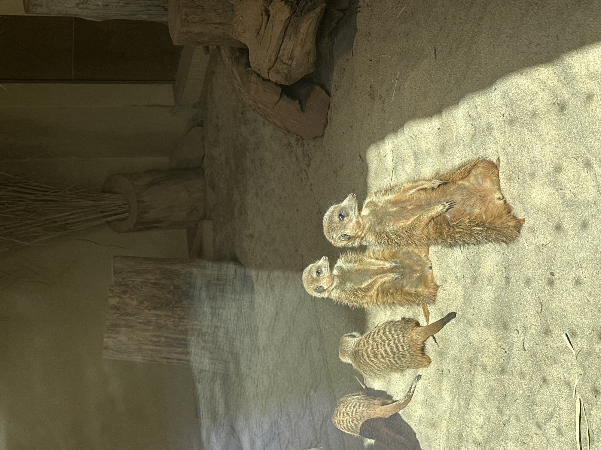 The image shows four meerkats in what appears to be an enclosure. The meerkats are oriented vertically in the frame, with two at the top lying down. A third meerkat is standing alert in the middle, and a fourth one is at the bottom, also standing. The enclosure has a sandy floor and a backdrop of fabricated rockwork and wood. The image was taken at the Wrocław Zoo in Wrocław, Poland.